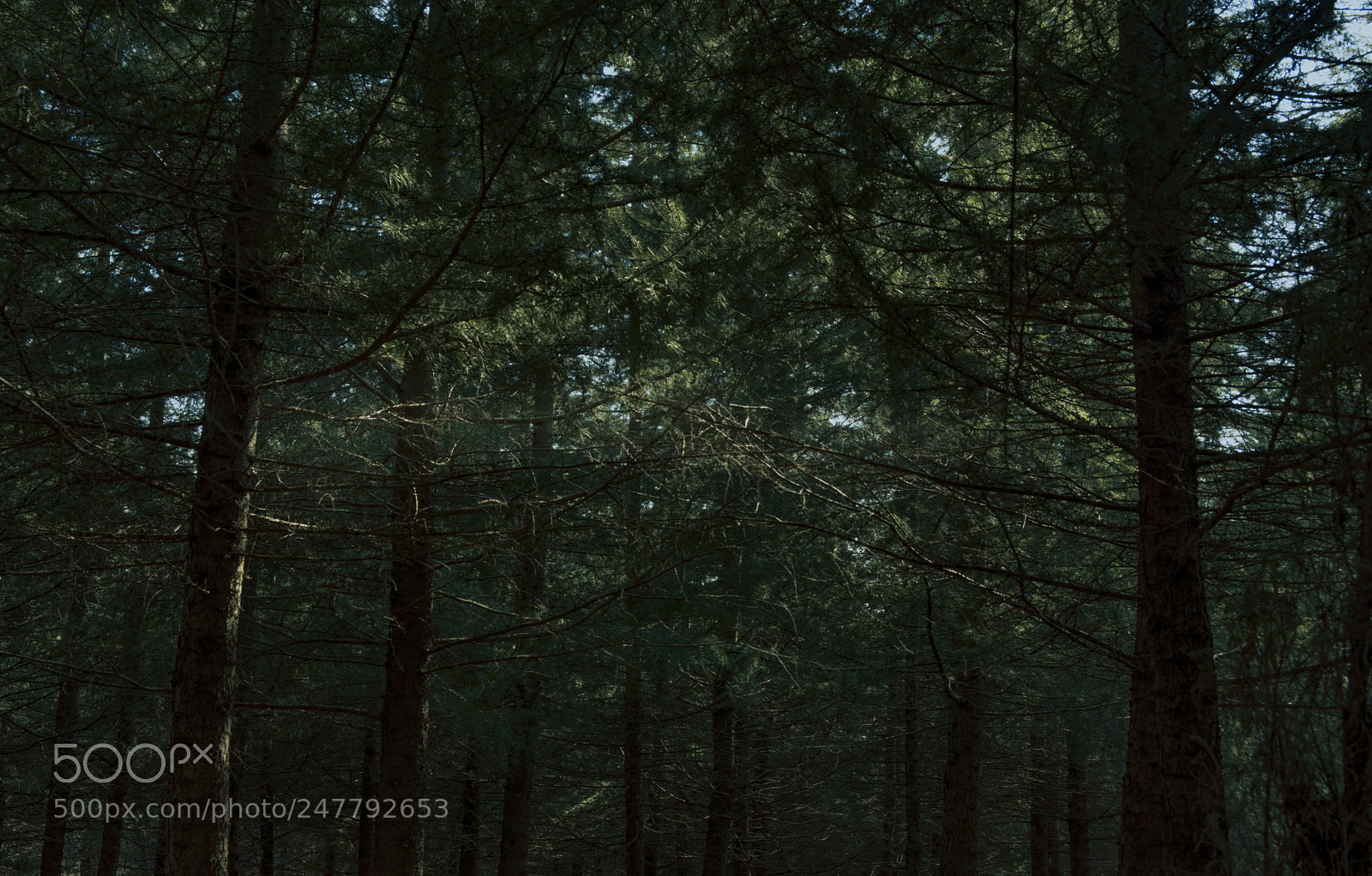 Nikon D7200 sample photo. My secret park photography