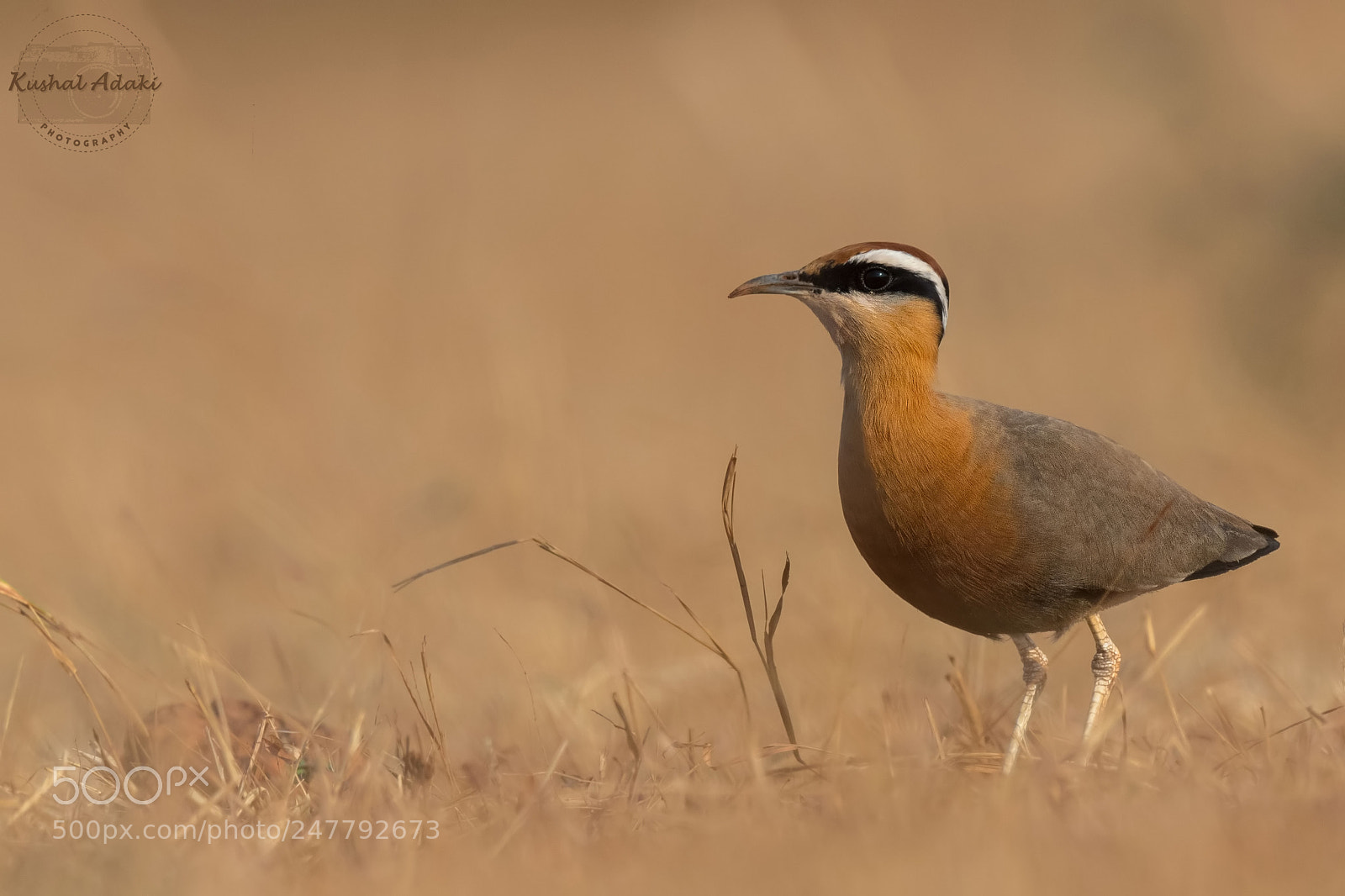 Nikon D500 sample photo. Indian courser photography