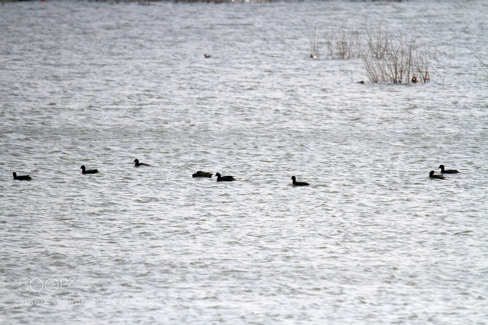 Canon EOS 7D sample photo. A warm bird knows photography