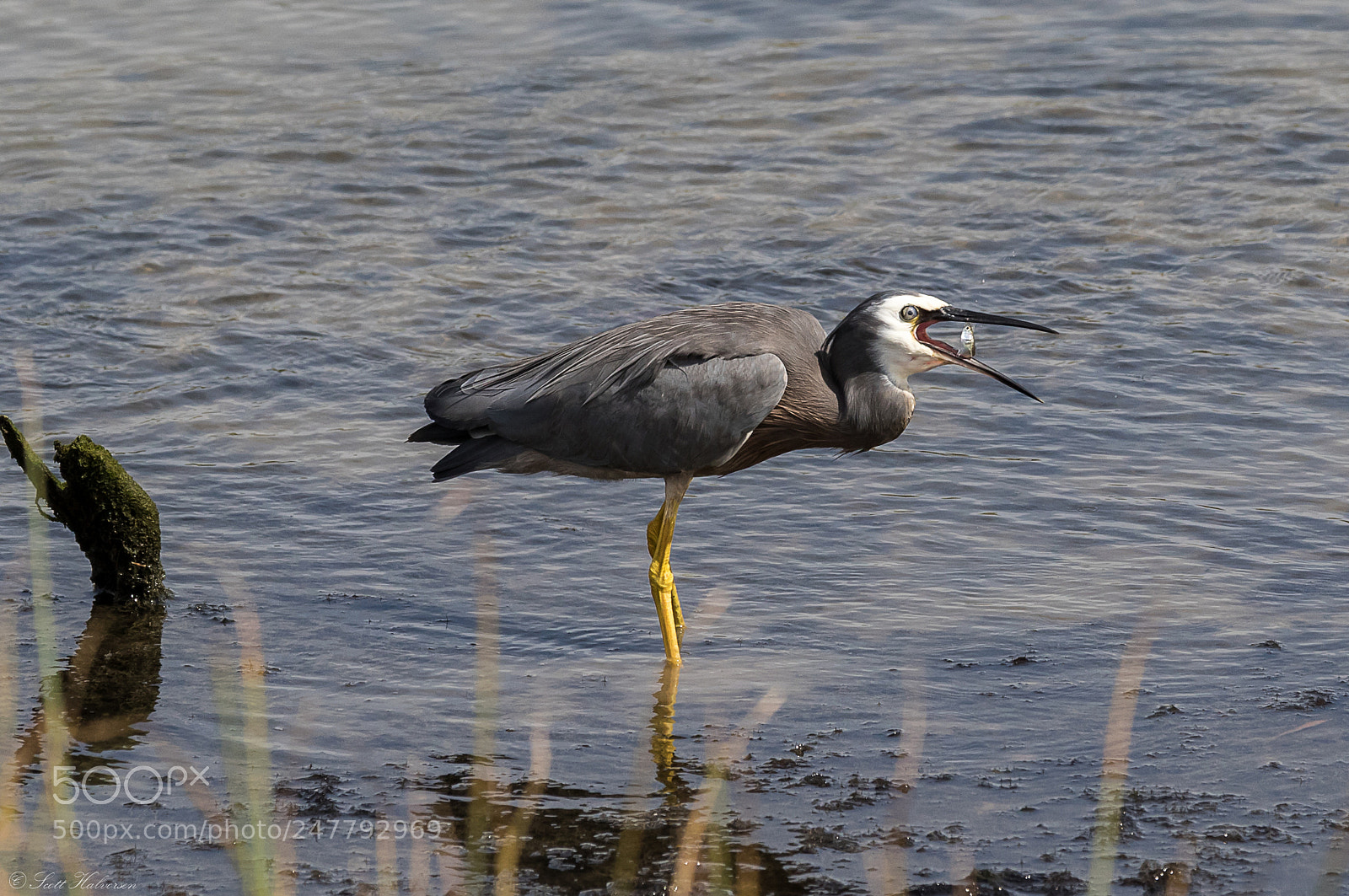 Canon EOS 7D Mark II sample photo. Heron feeding photography
