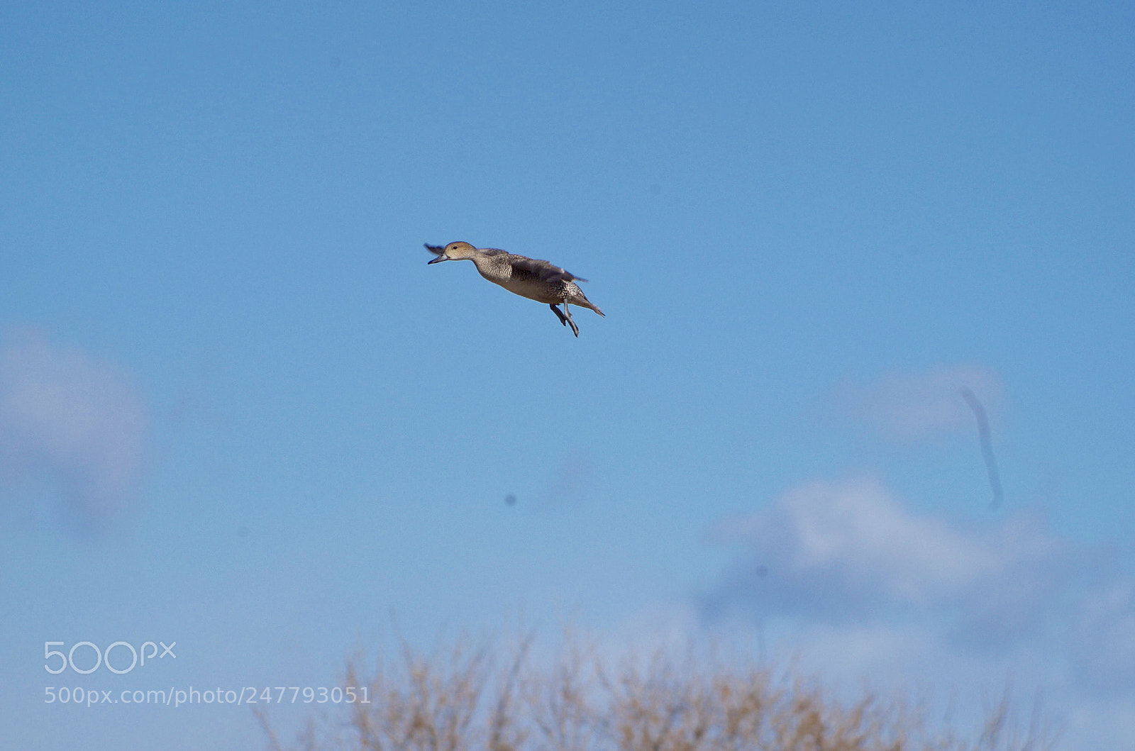 Pentax K-30 sample photo. Big mouth？ photography