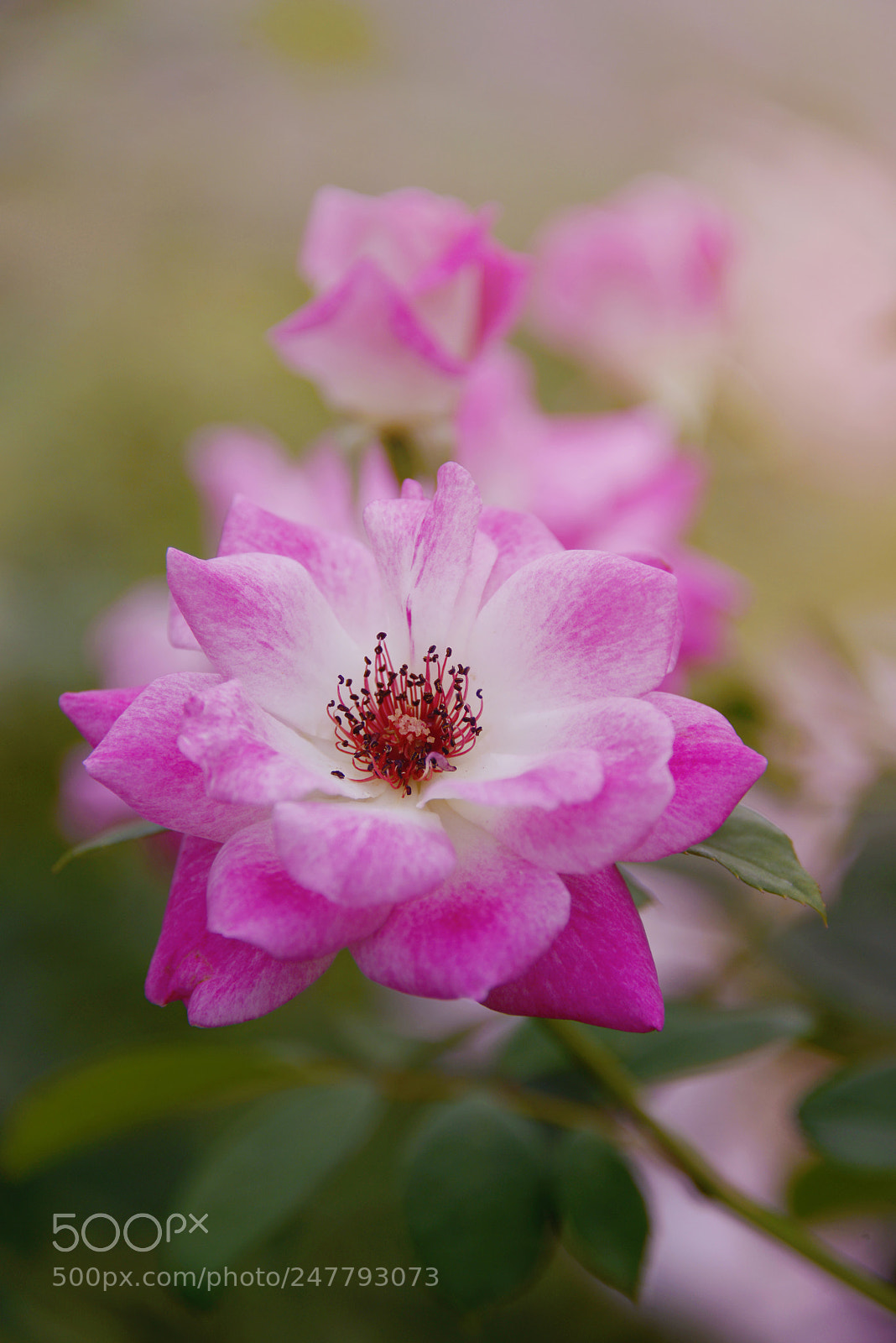 Nikon D800E sample photo. Pretty in pink photography