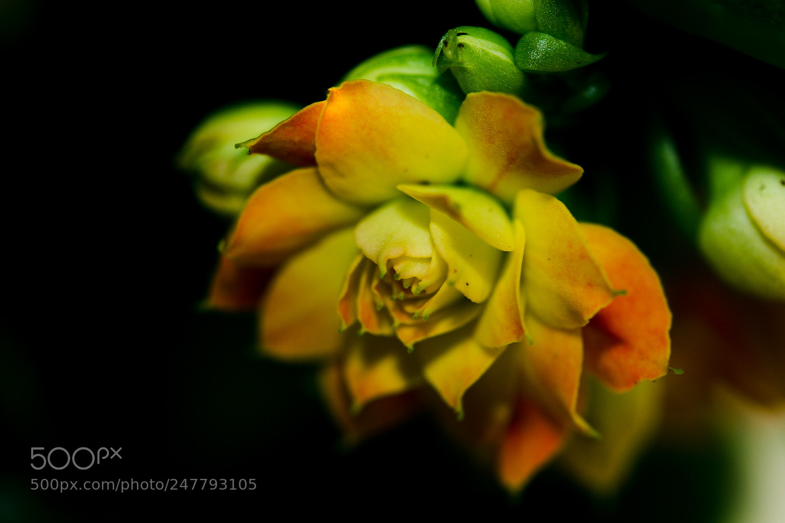 Canon EOS 60D sample photo. Untitled photography