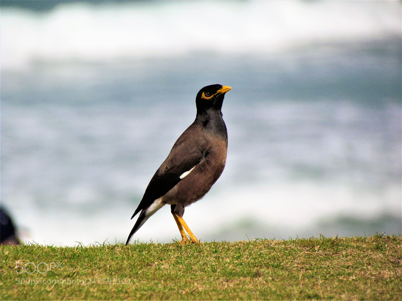 Canon PowerShot SX30 IS sample photo. An optimistic bird photography