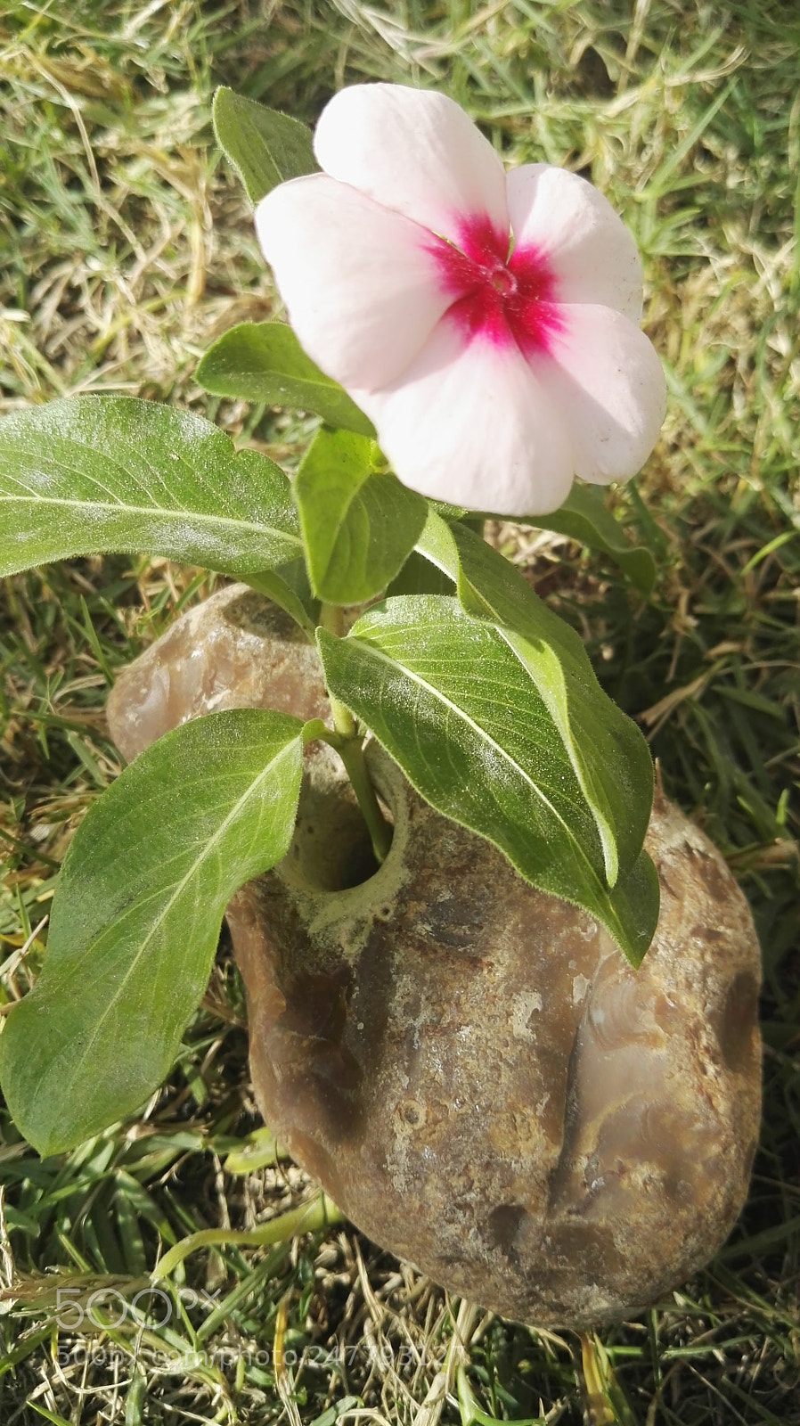 HUAWEI P8 sample photo. Flowers photography