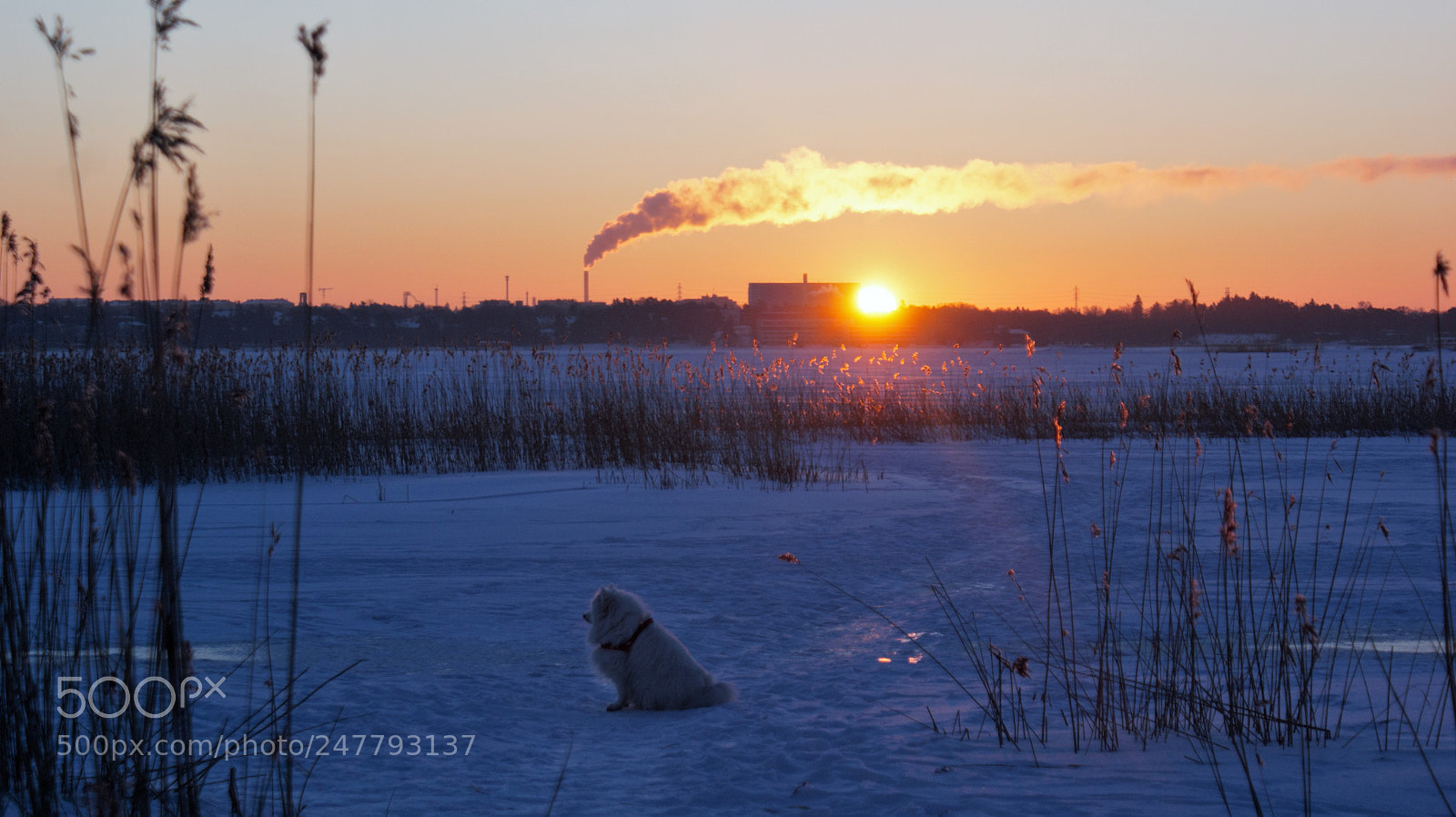 Sony Alpha DSLR-A350 sample photo. First sunrays of march photography