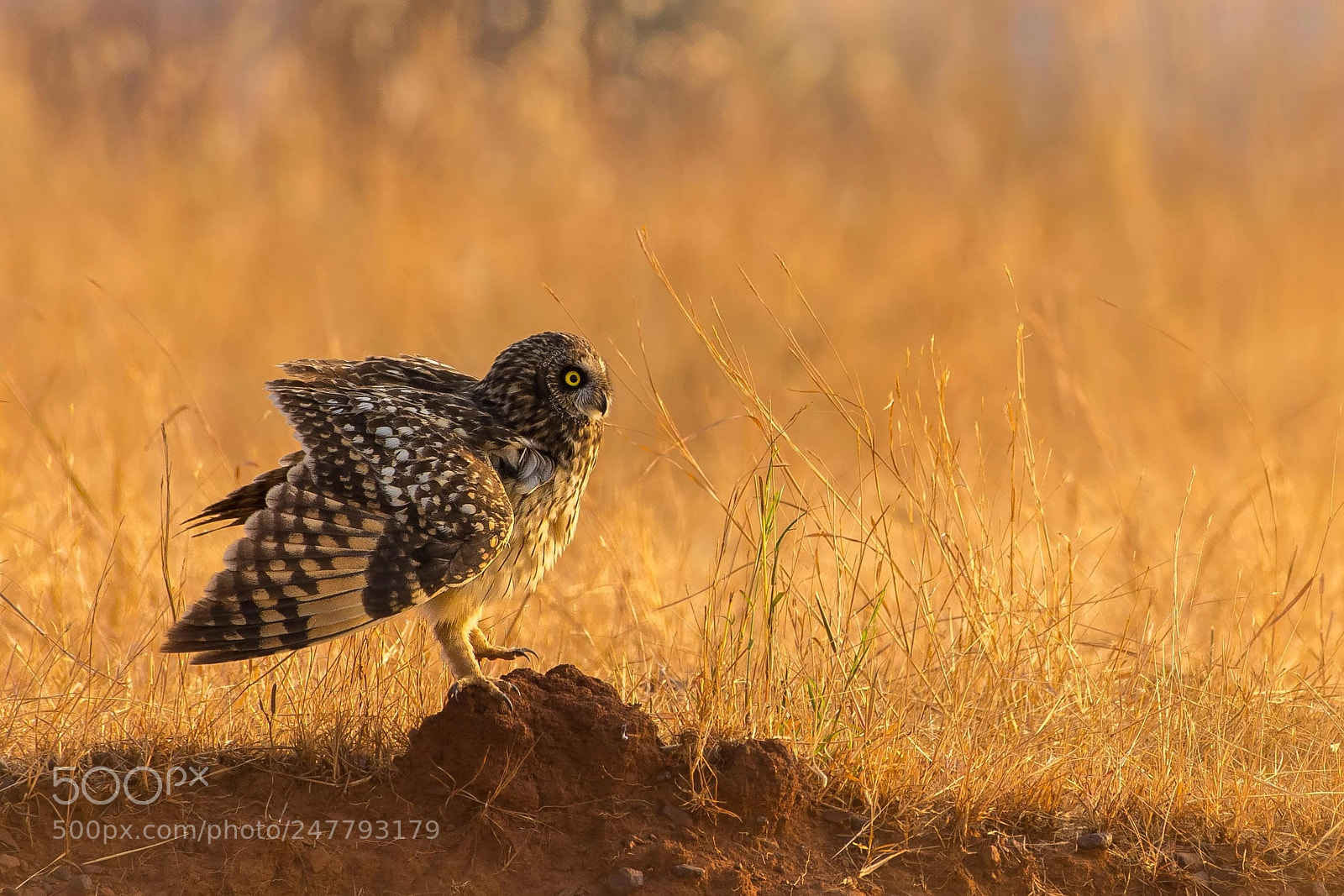 Nikon D7200 sample photo. Short eared owl photography