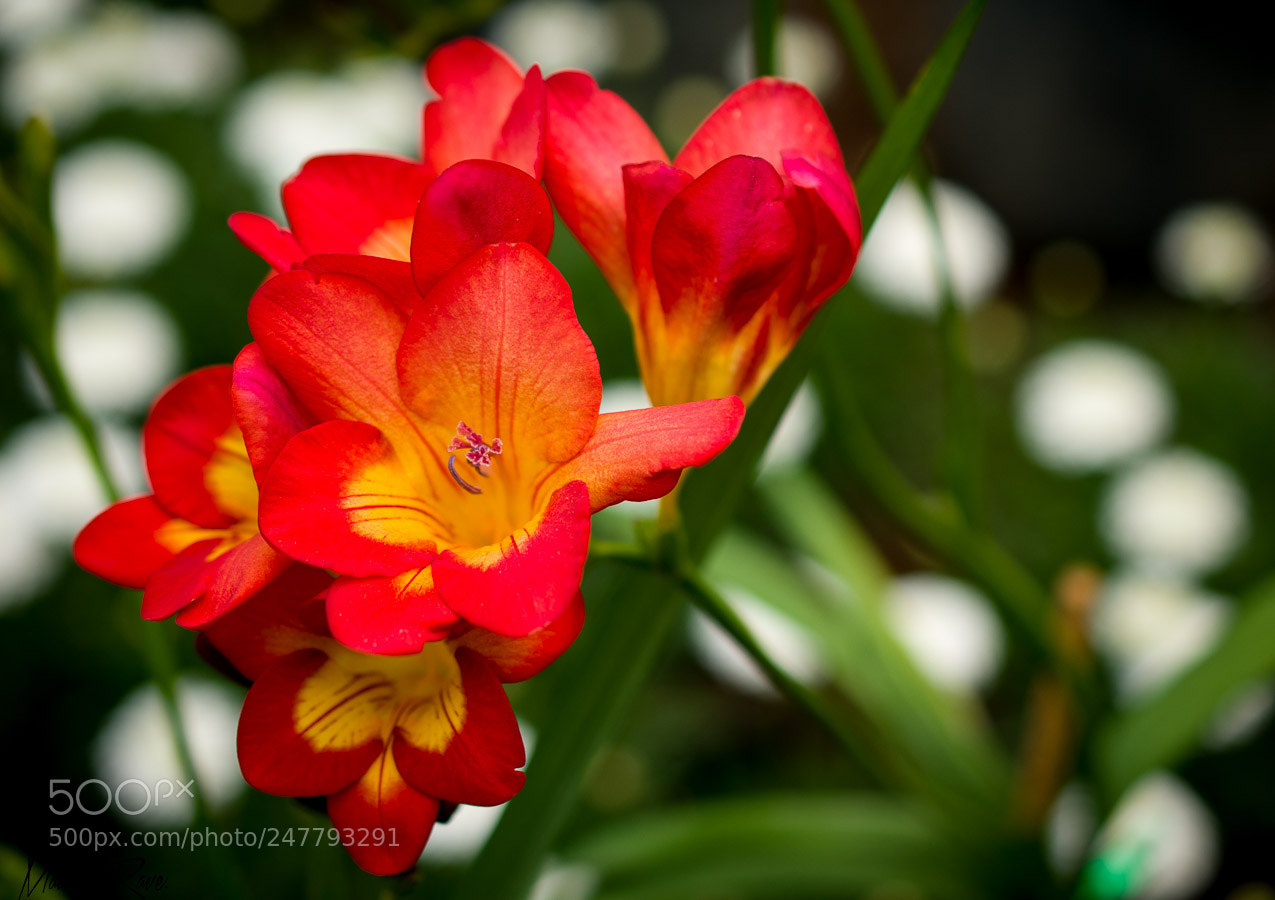 Nikon D3400 sample photo. ¡rojo y amarillo! photography