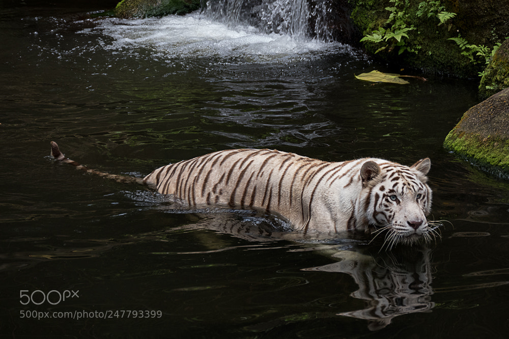 Panasonic Lumix DMC-FZ1000 sample photo. White tiger photography