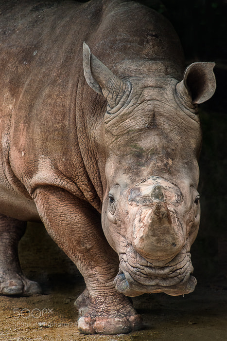 Nikon D800 sample photo. Rhino photography