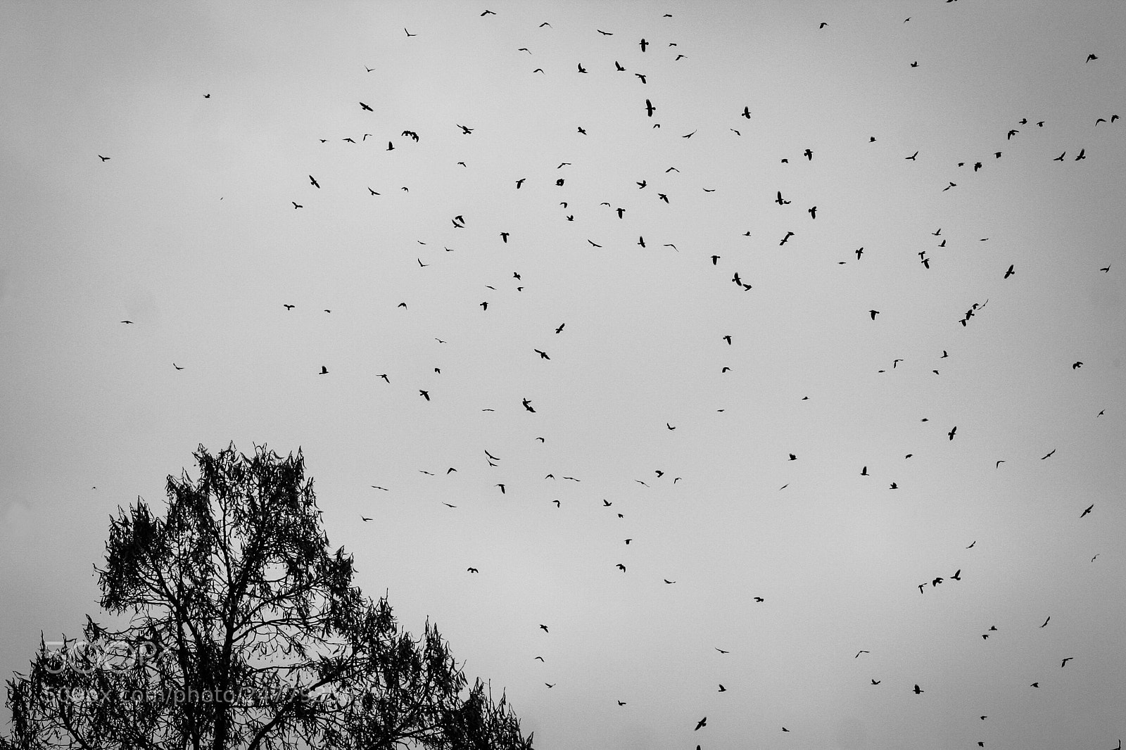 Canon EOS 350D (EOS Digital Rebel XT / EOS Kiss Digital N) sample photo. Tree and birds photography
