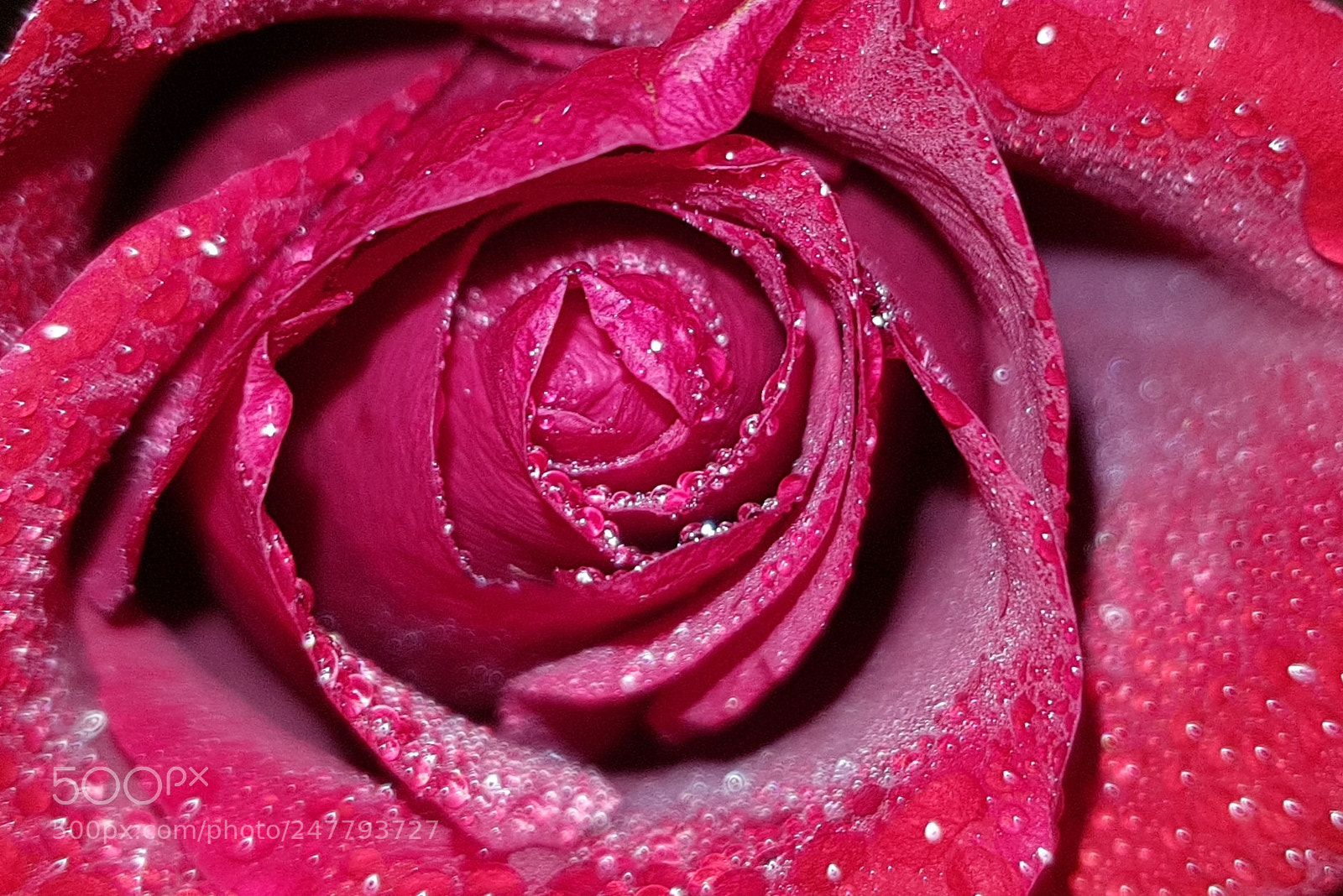 Samsung Galaxy S8+ sample photo. Red photography