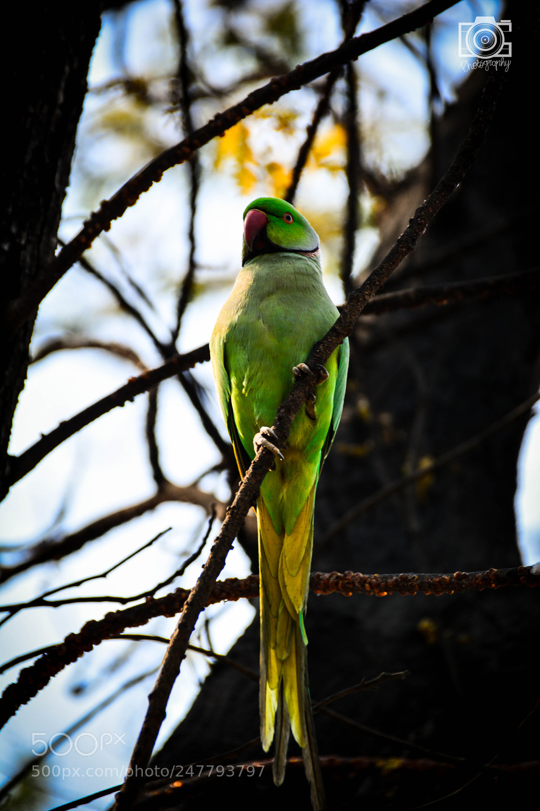 Nikon D5200 sample photo. A native indian green photography