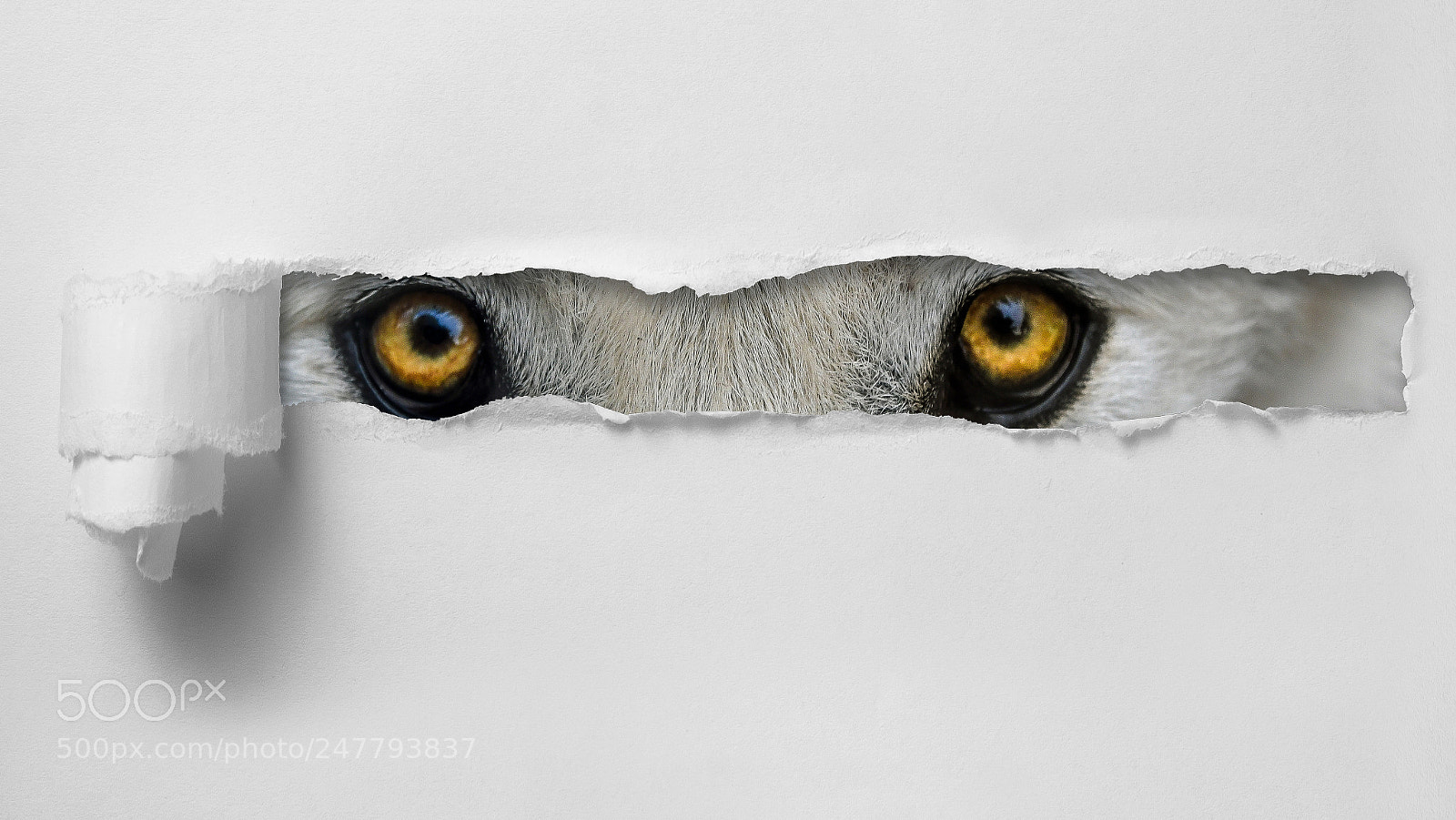 Nikon D500 sample photo. Wolf is watching you photography
