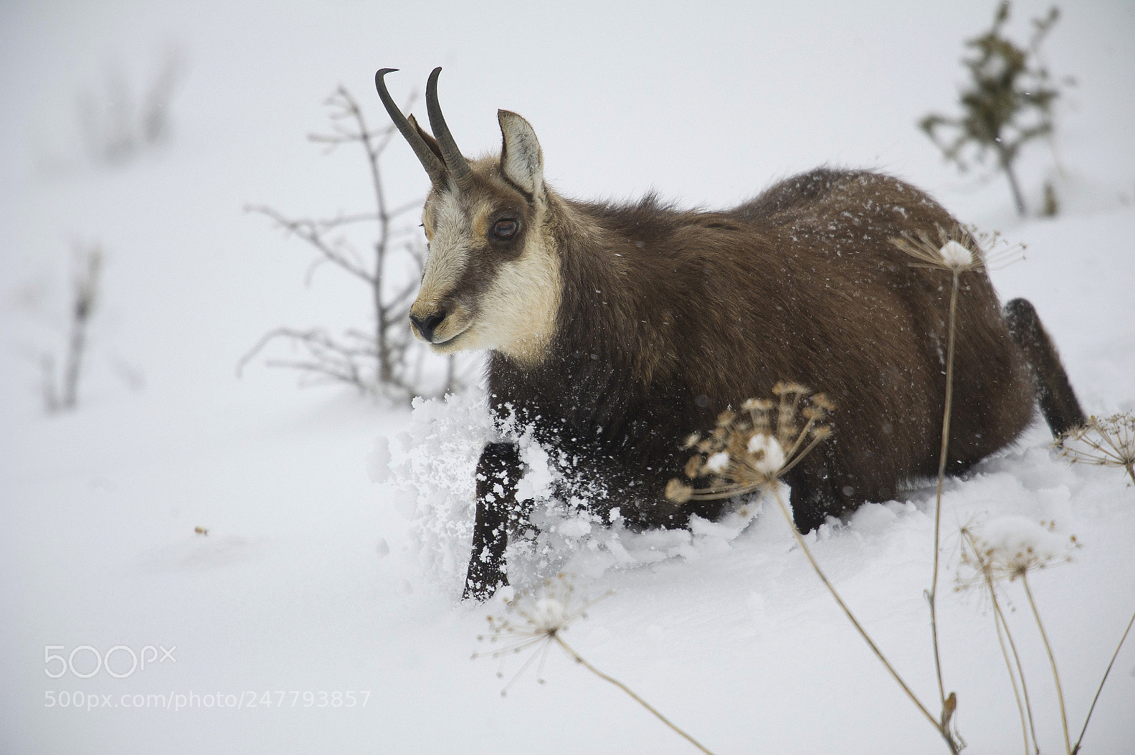 Nikon D3S sample photo. Fresh snow step photography