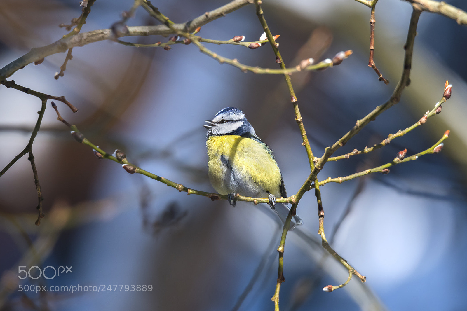 Nikon D850 sample photo. Cute bird. bird blue photography