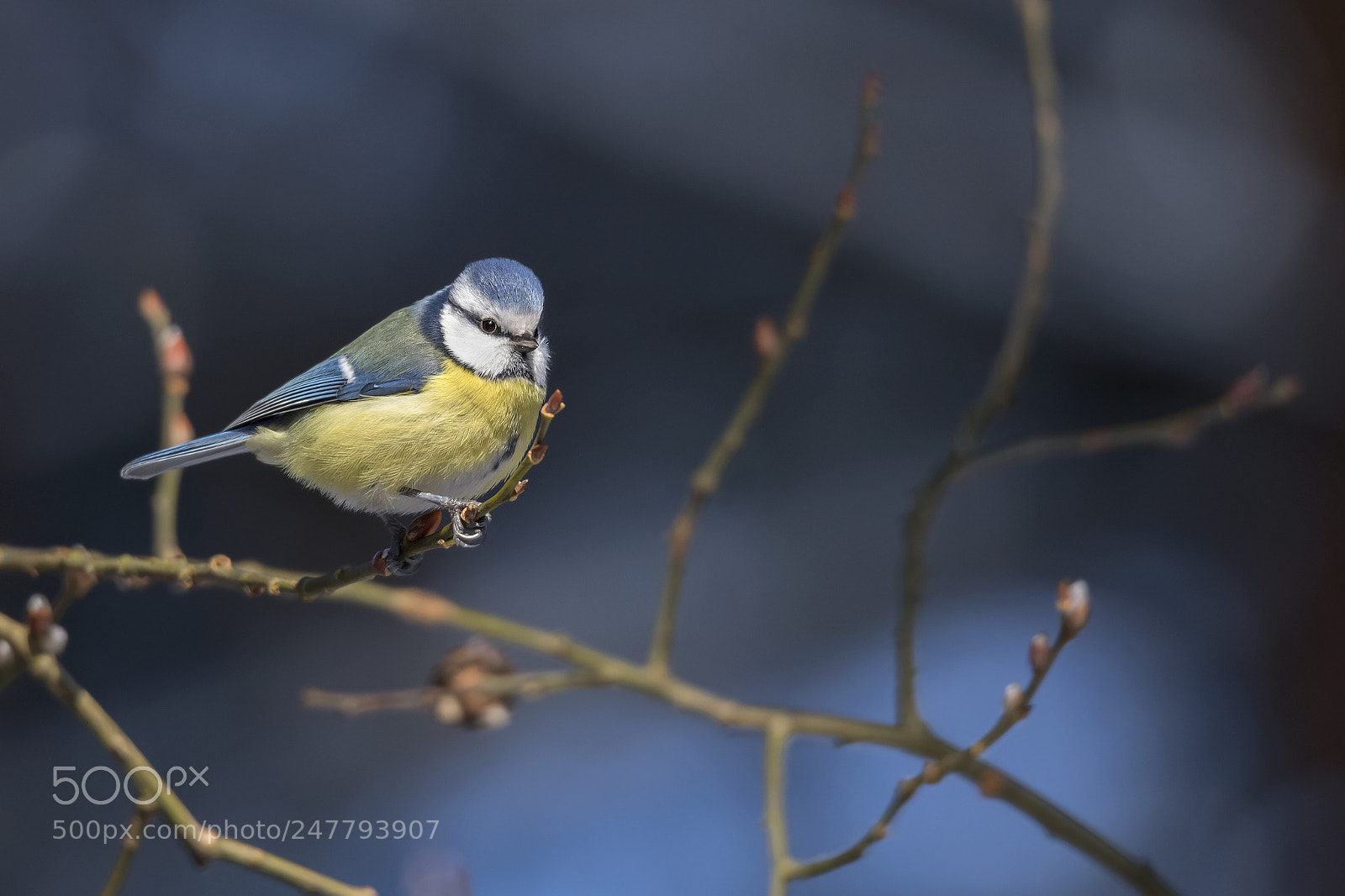 Nikon D850 sample photo. Cute bird. bird blue photography