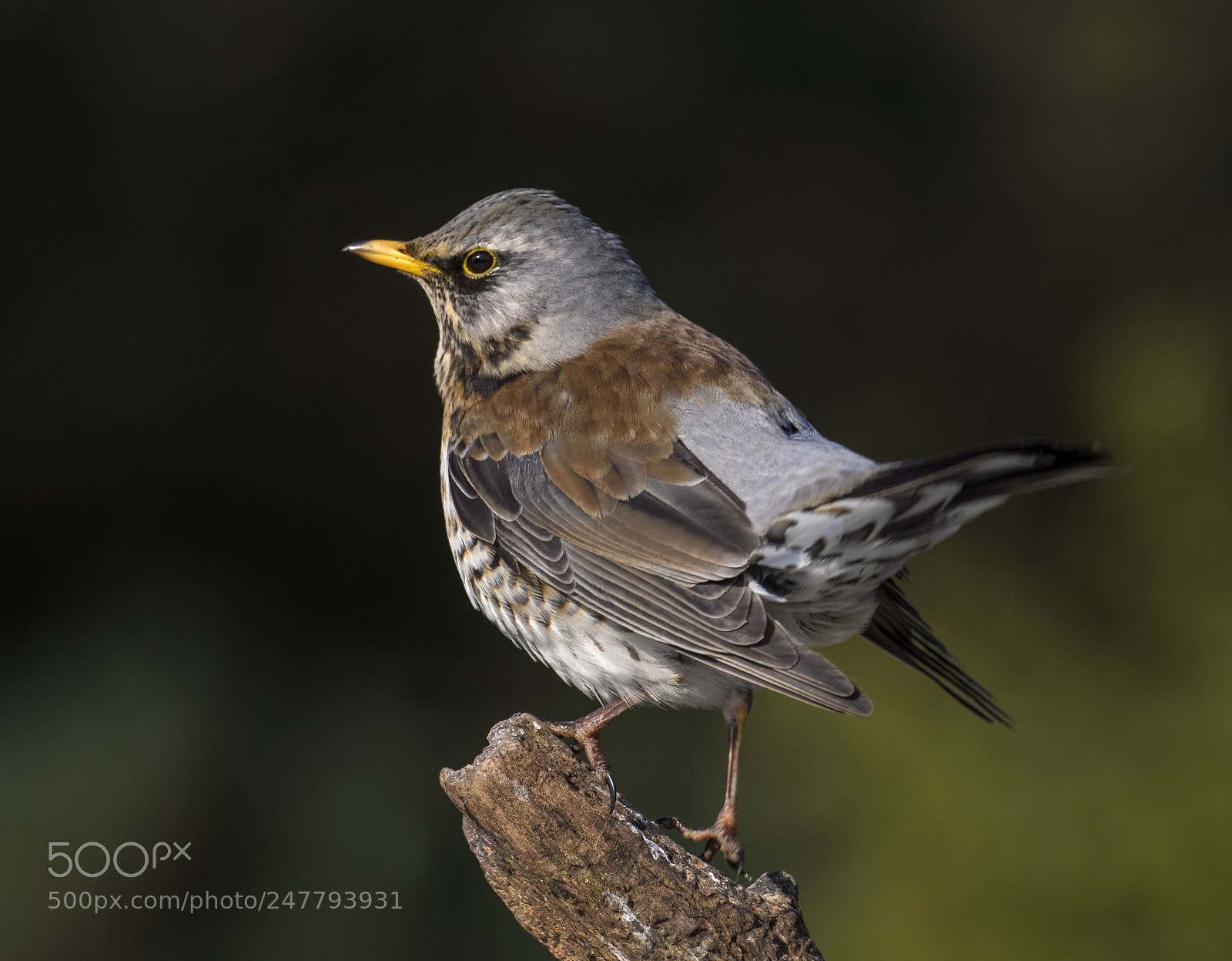 Olympus OM-D E-M1 sample photo. Fieldfare photography