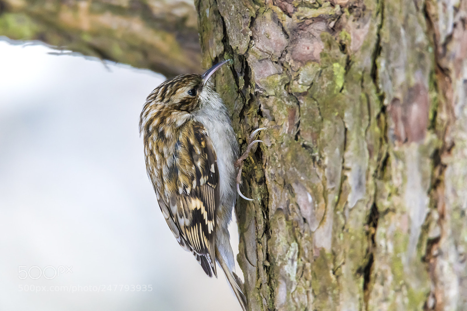 Nikon D850 sample photo. Cute bird. bird blue photography