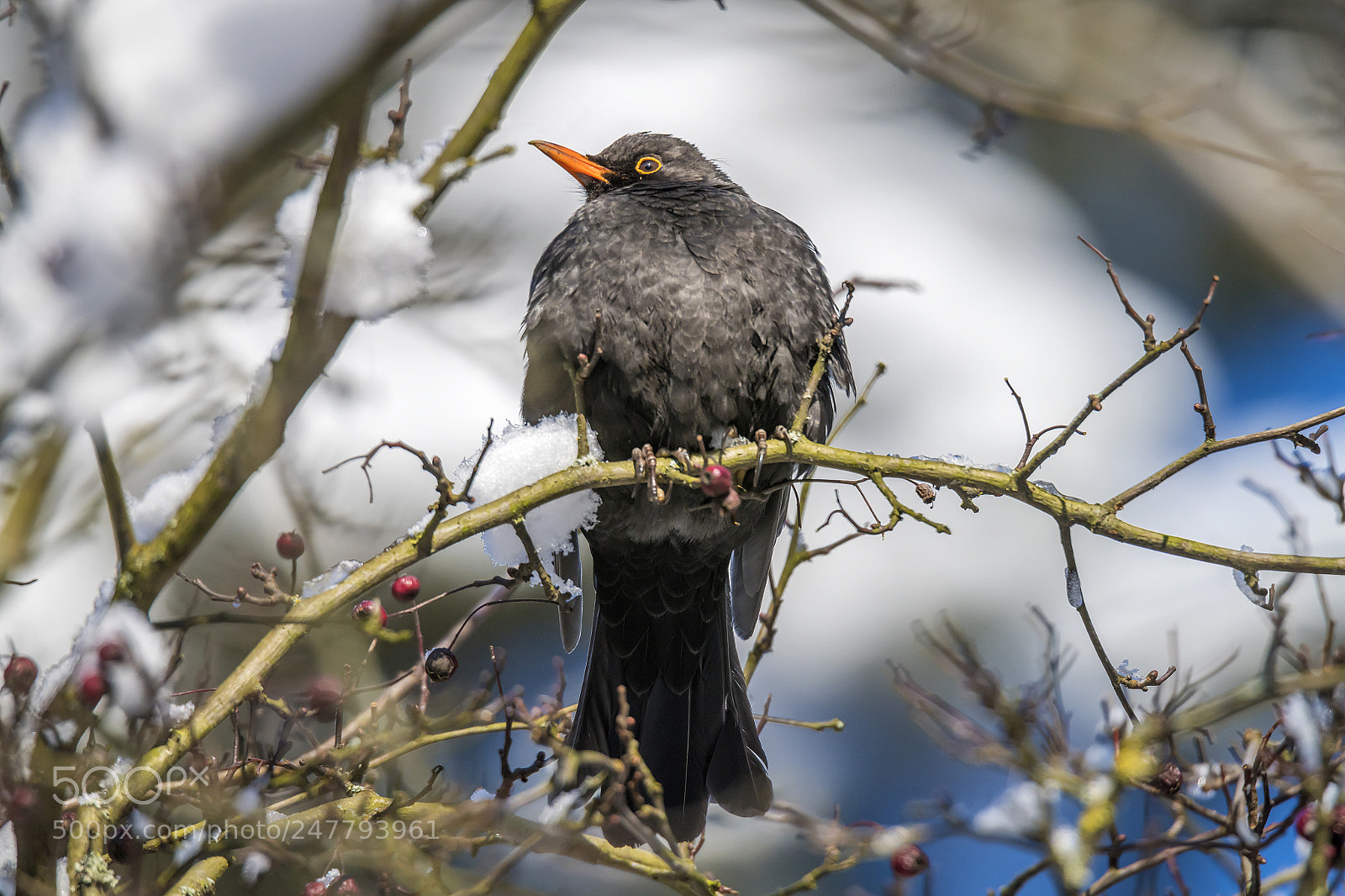 Nikon D850 sample photo. Cute bird. bird blue photography