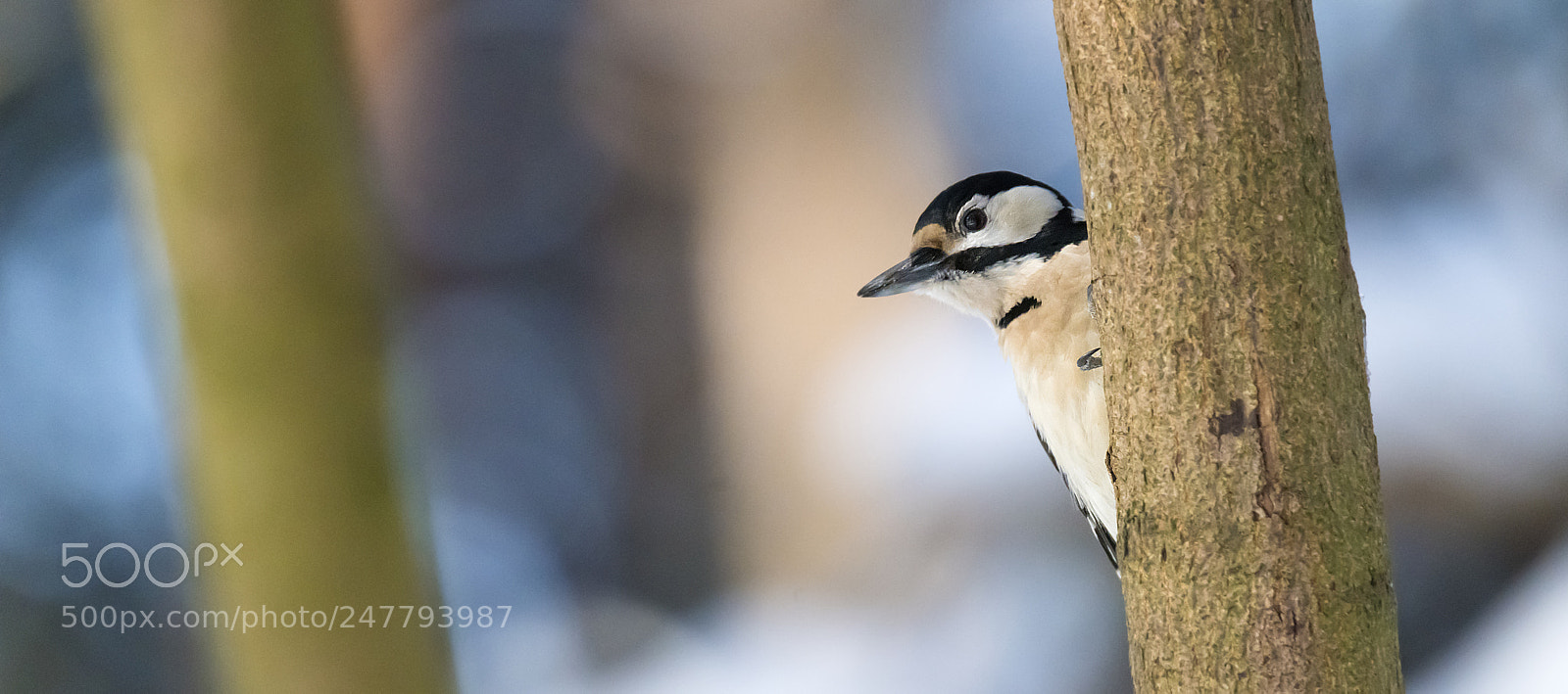 Nikon D850 sample photo. Cute bird. bird blue photography
