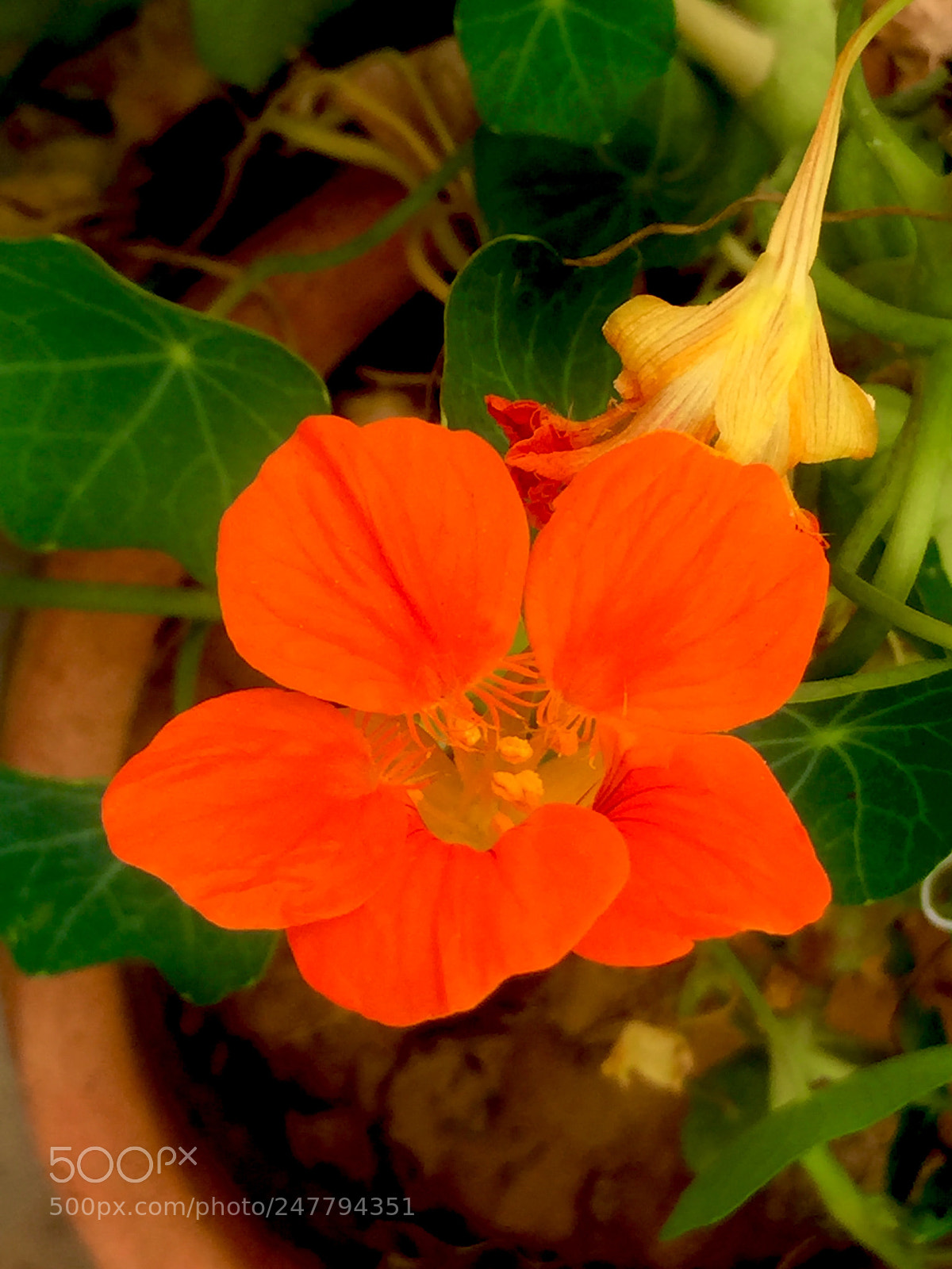 Apple iPhone 6 Plus sample photo. Orange photography