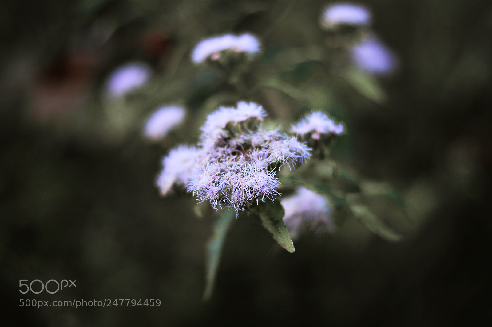 Nikon D5200 sample photo. Focus photography