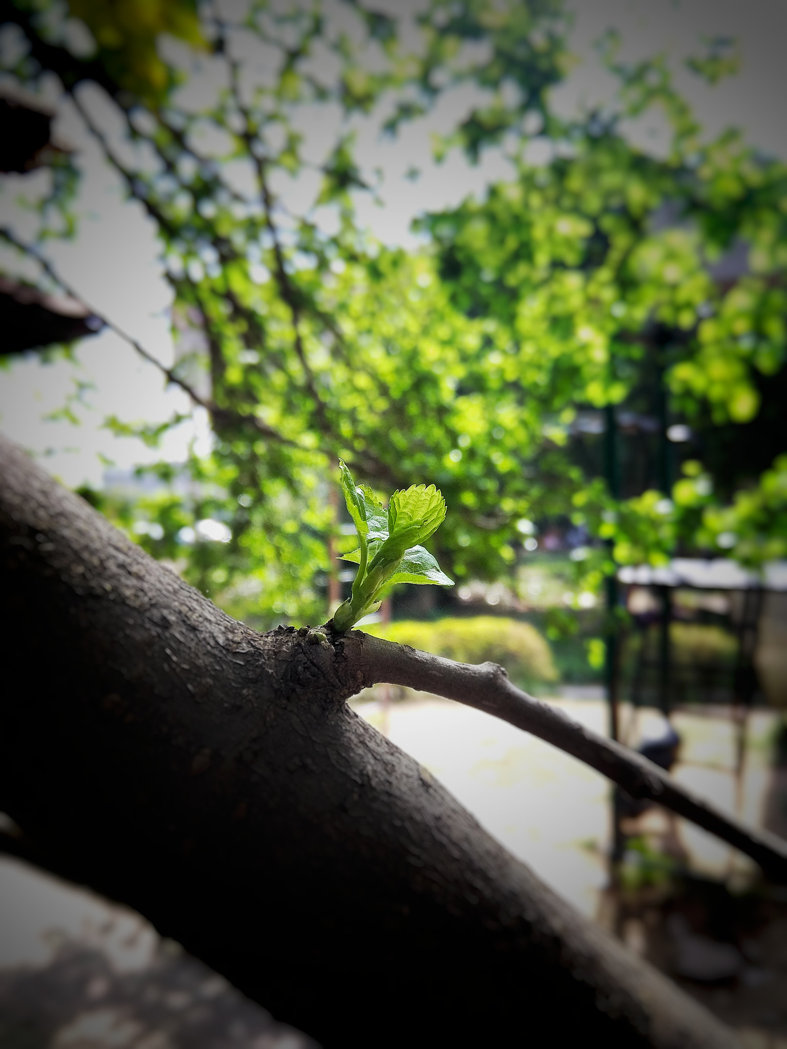 QCOM-AA QCAM-AA sample photo. Green photography