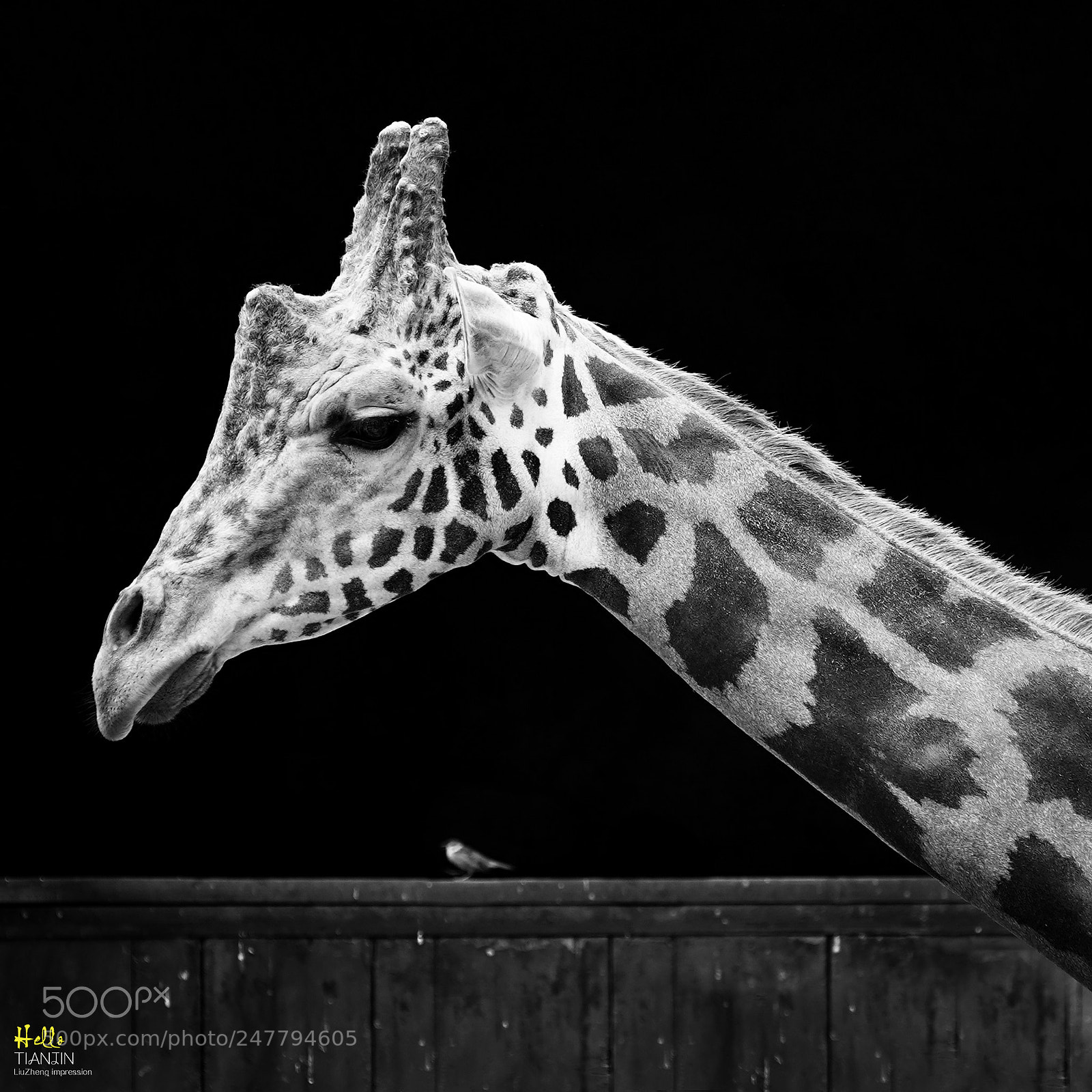Sony a9 sample photo. Giraffe photography