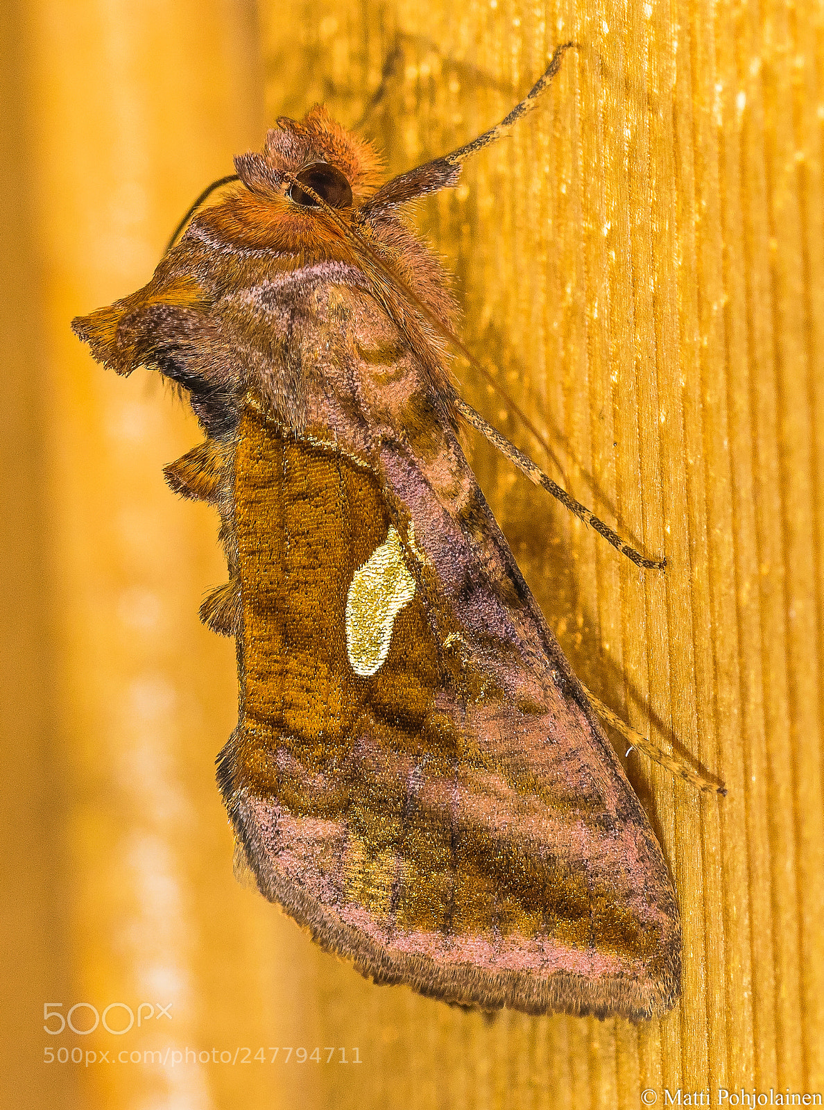 Canon EOS 7D Mark II sample photo. Moth photography