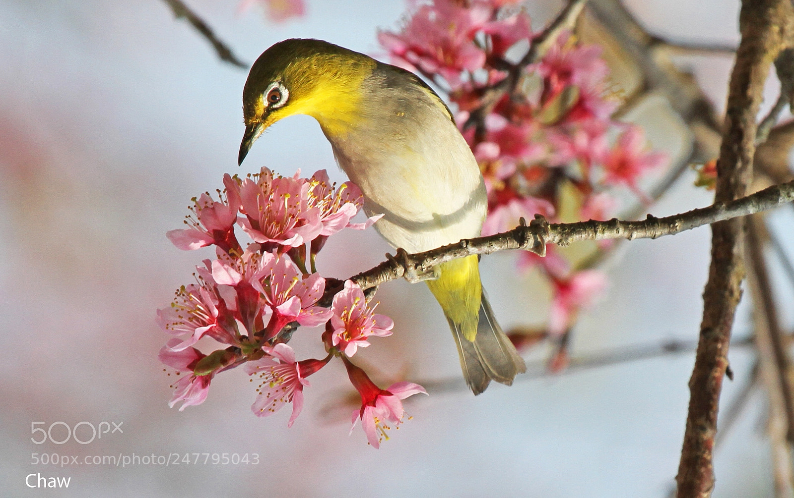 Canon EOS 7D sample photo. Yellow bird photography