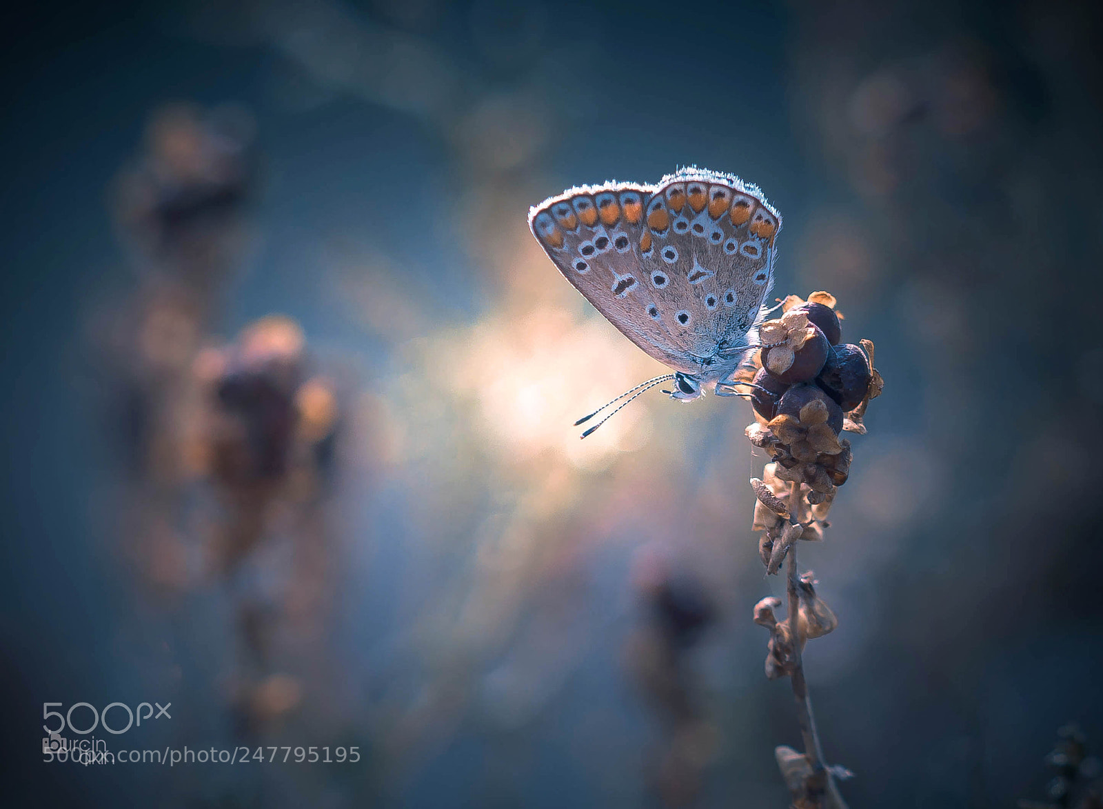 Nikon D5100 sample photo. Butterfly ... photography