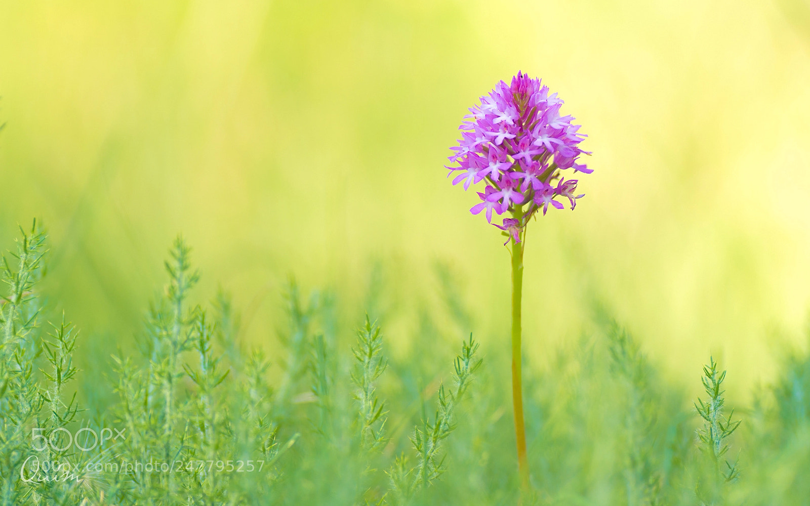 Nikon D7100 sample photo. Orquídea piramidal photography