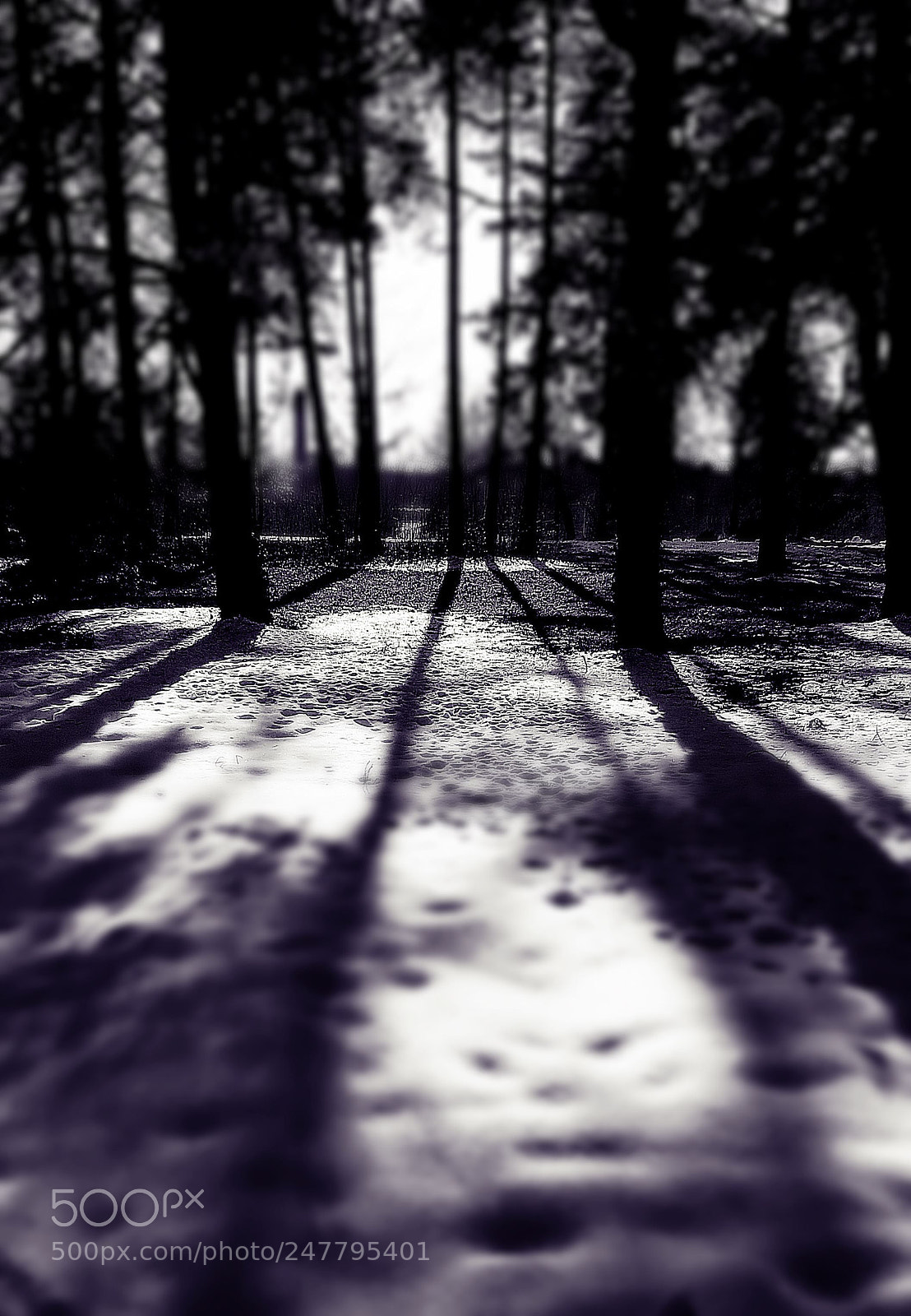 Canon PowerShot SX50 HS sample photo. Winter lines photography