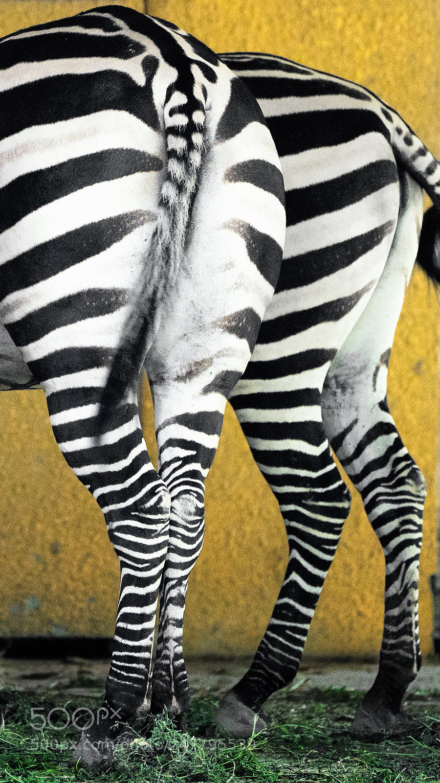 Sony a9 sample photo. Zebra photography
