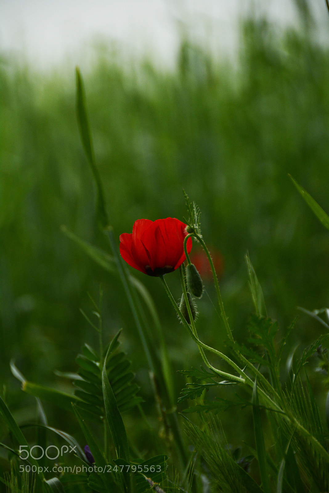 Nikon D7100 sample photo. Untitled photography