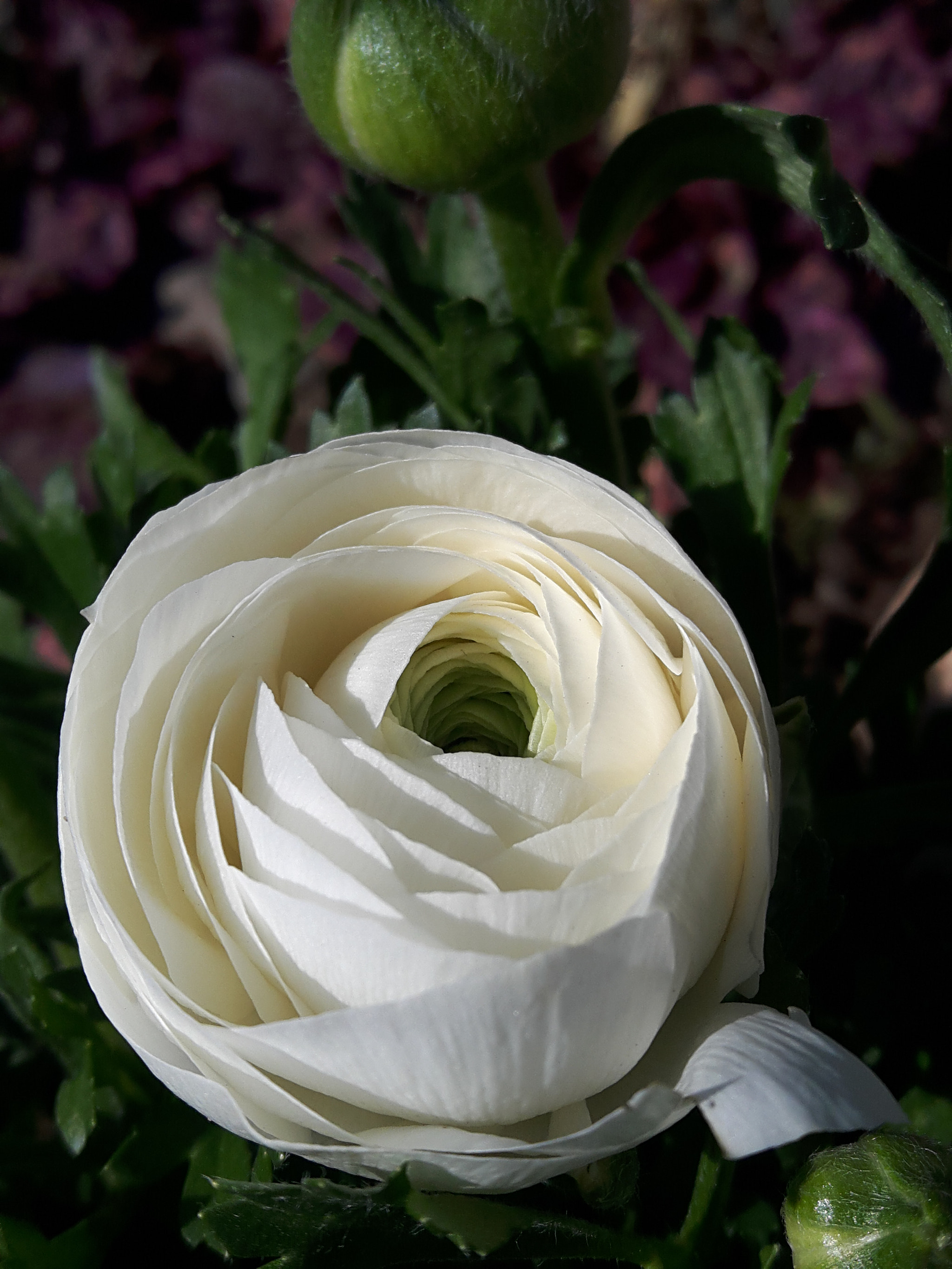Samsung Galaxy A8 sample photo. Ranunculus.. photography