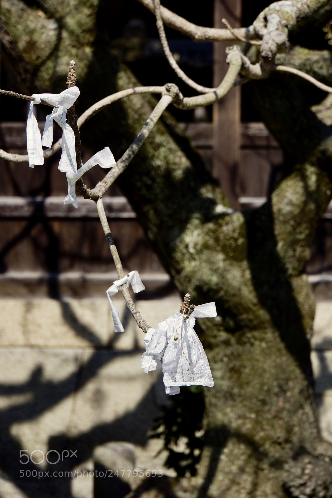 Sony Alpha NEX-7 sample photo. Tree of dreams photography