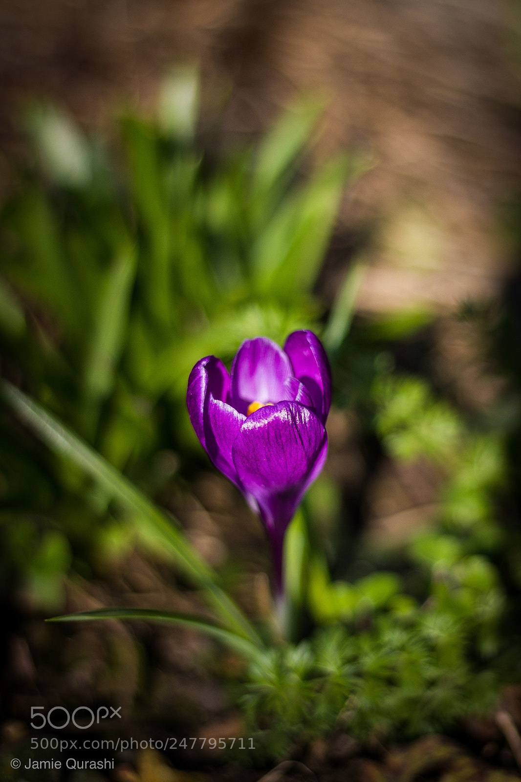 Canon EOS 7D sample photo. Flower photography