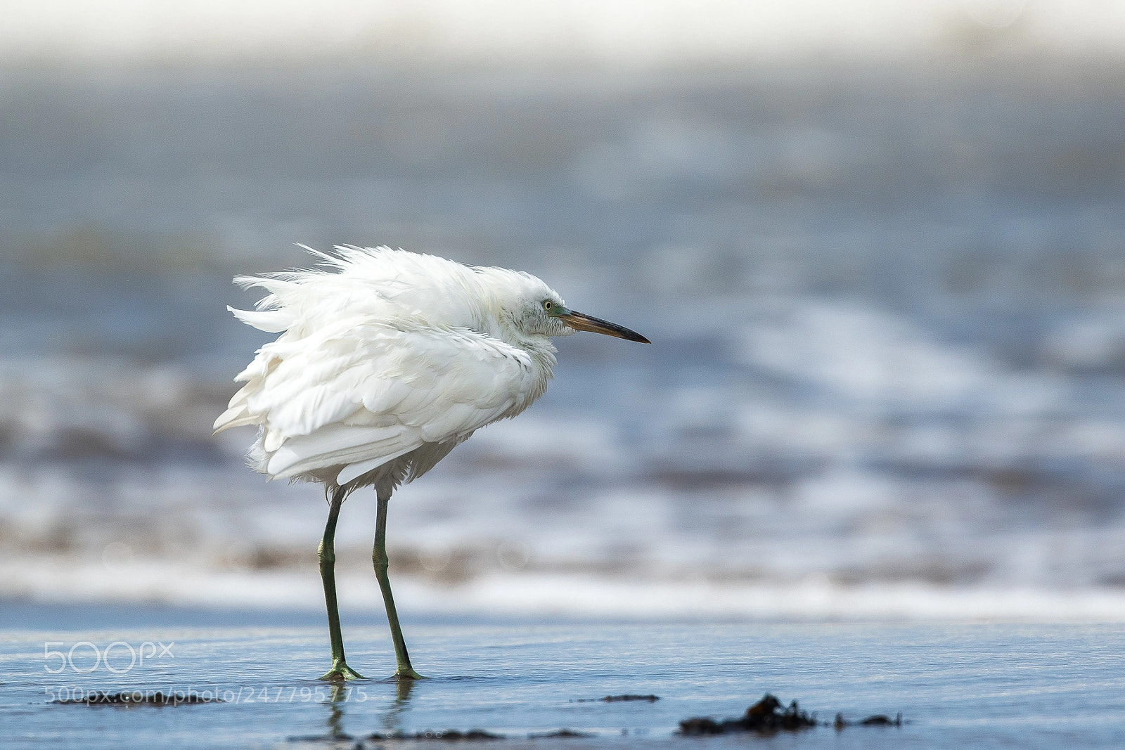 Canon EOS 7D Mark II sample photo. Stare out to sea photography