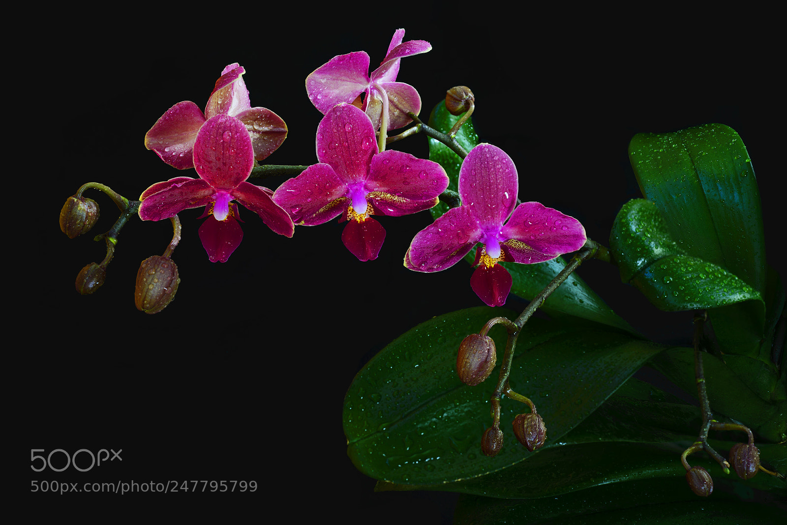 Nikon D610 sample photo. Flowering branch of an photography