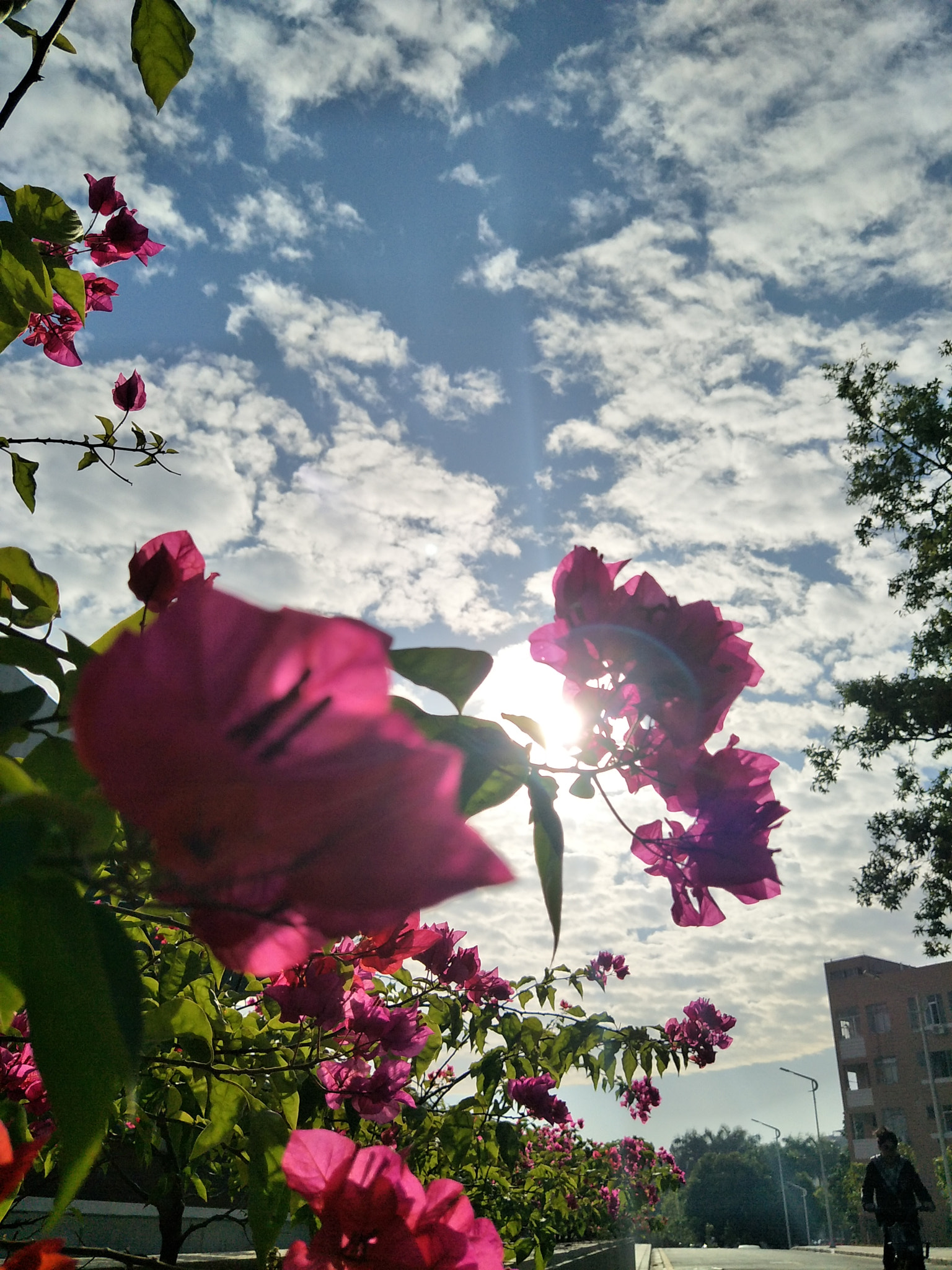 OPPO R9S sample photo