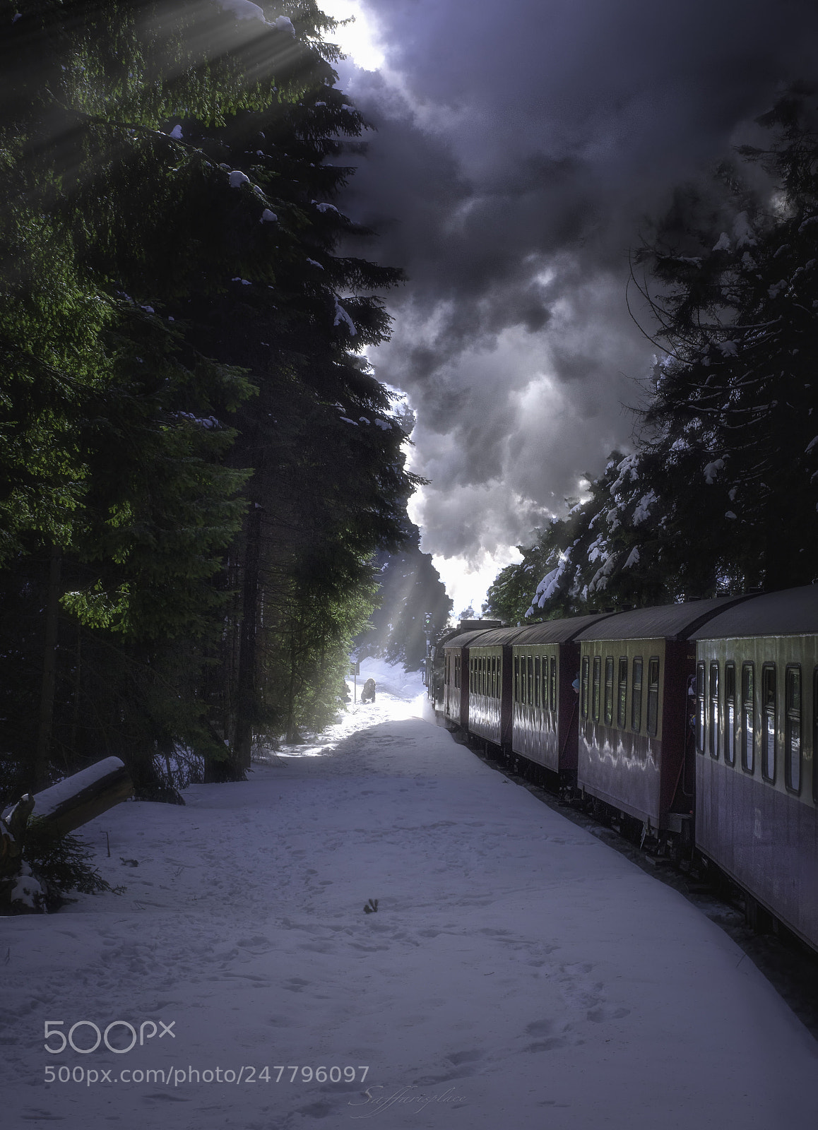 Nikon D7200 sample photo. Harzer schmalspurbahn im wald photography
