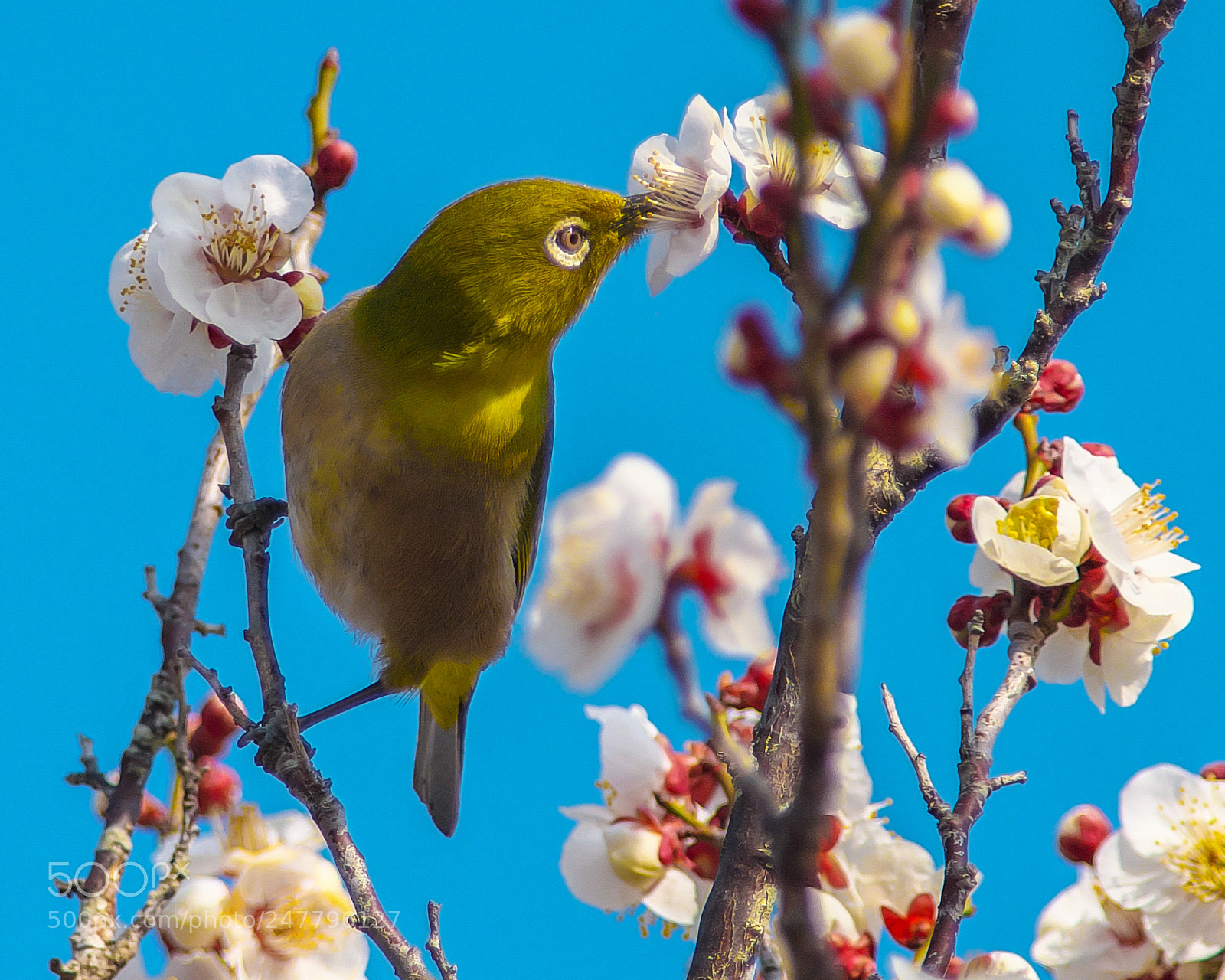 Nikon D500 sample photo. White-eye on the plum photography