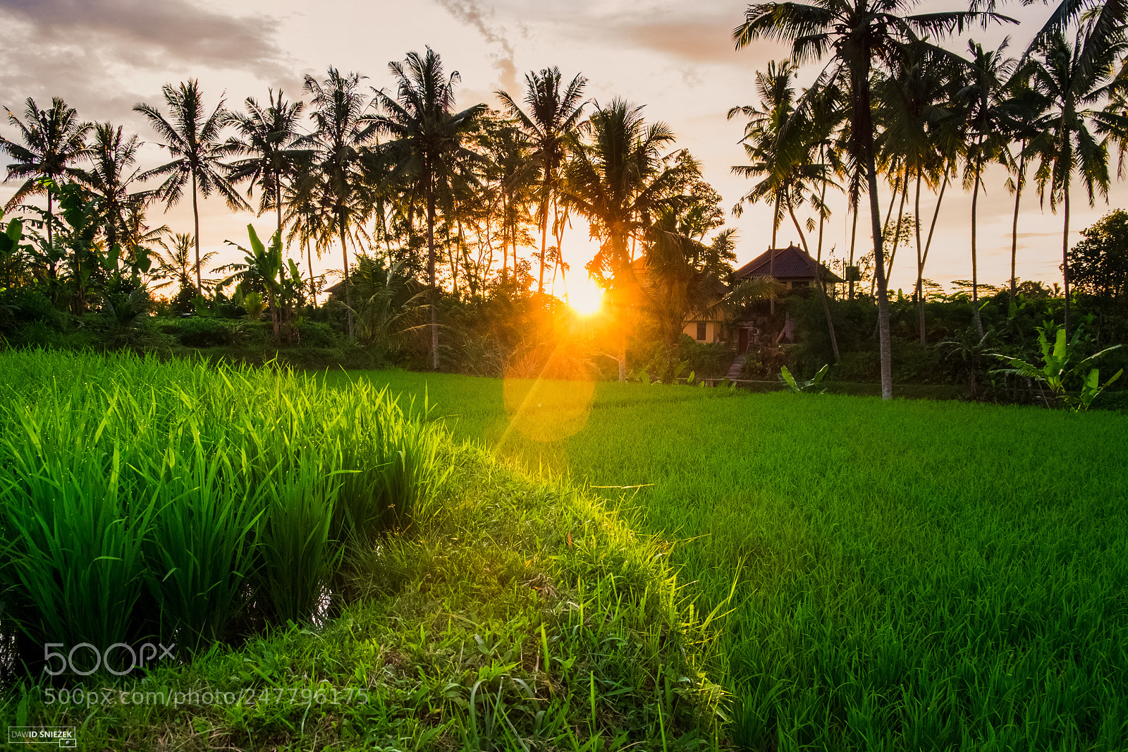 Fujifilm X-T1 sample photo. Rice photography