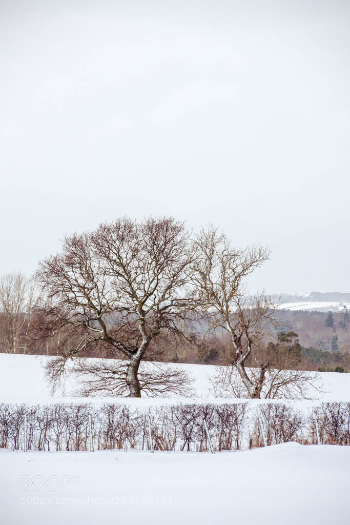 Nikon D810 sample photo. Cold snap photography
