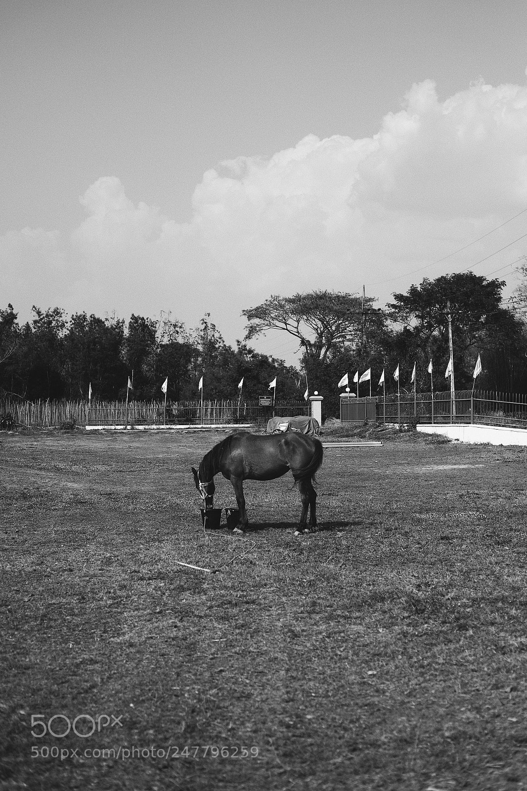 Fujifilm X-T10 sample photo. Single horse . photography