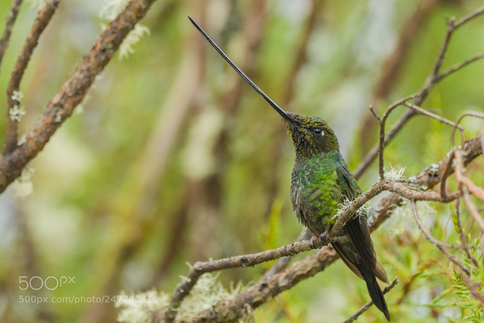 Nikon D7100 sample photo. Sword-billed hummingbird photography