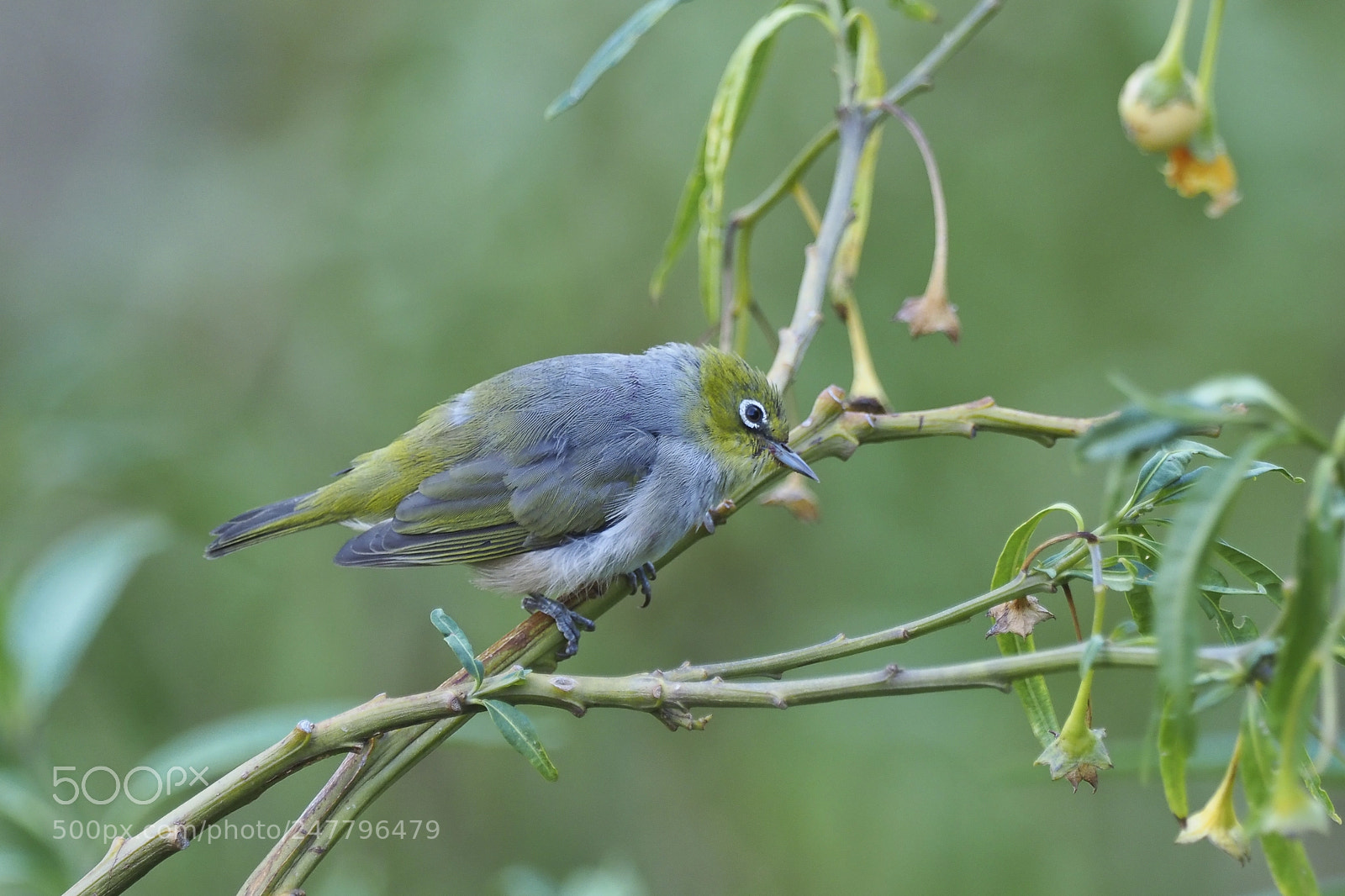 Olympus OM-D E-M1 Mark II sample photo. Silvereye photography