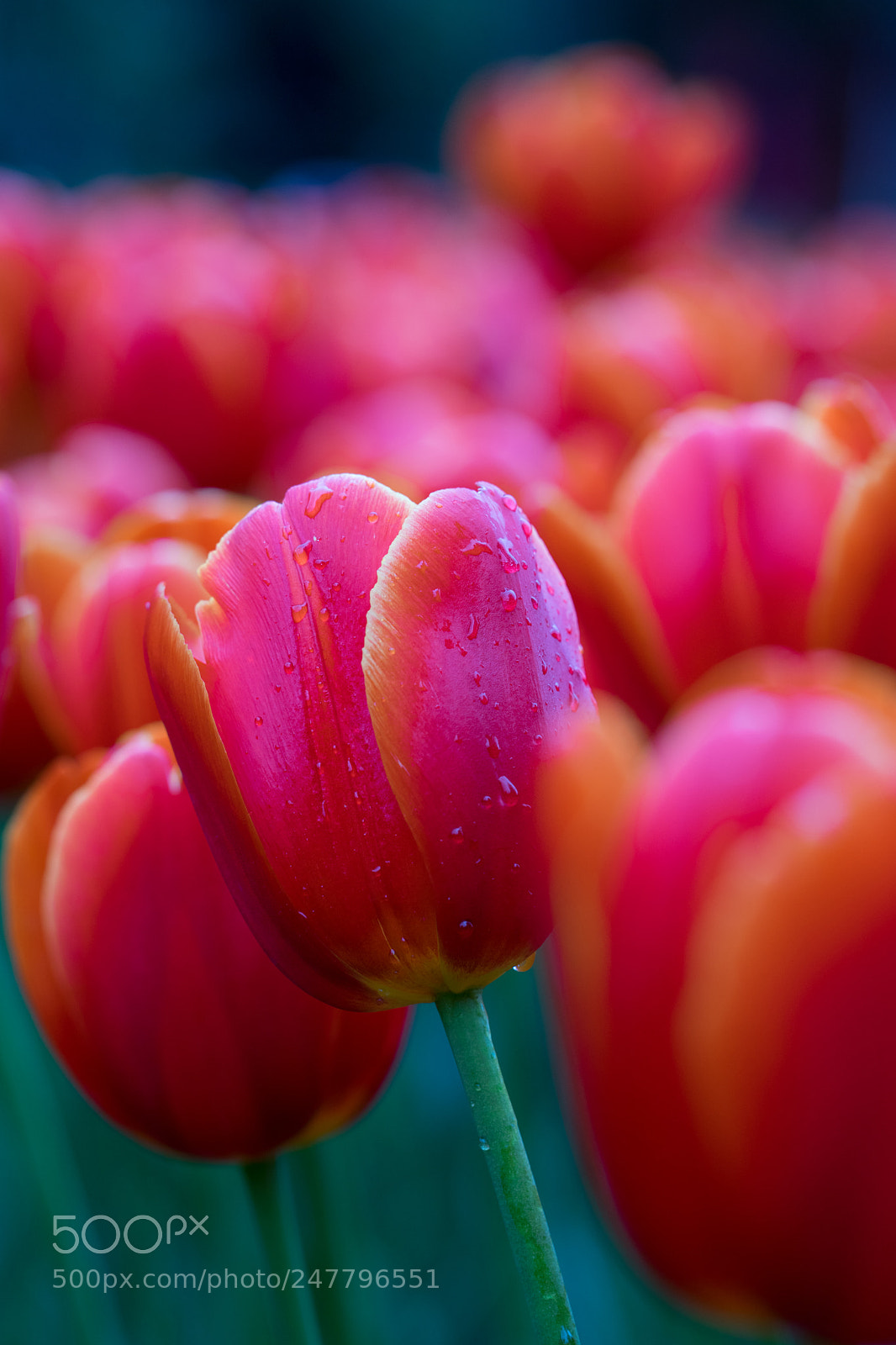 Sony a7 II sample photo. Tulip photography